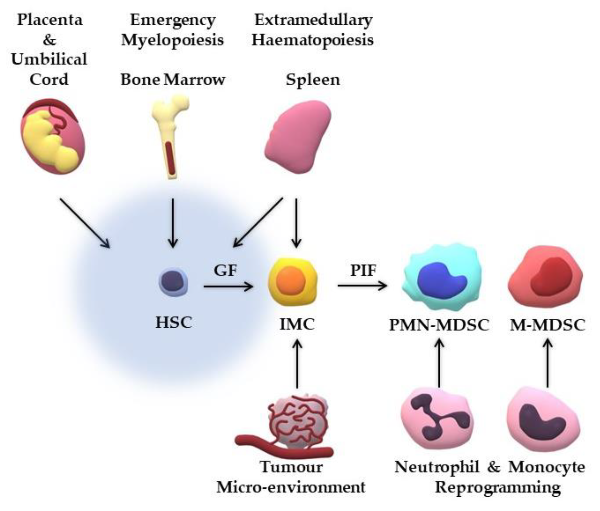 JCM | Free Full-Text | New Perspectives on Myeloid-Derived Suppressor Cells  and Their Emerging Role in Haematology