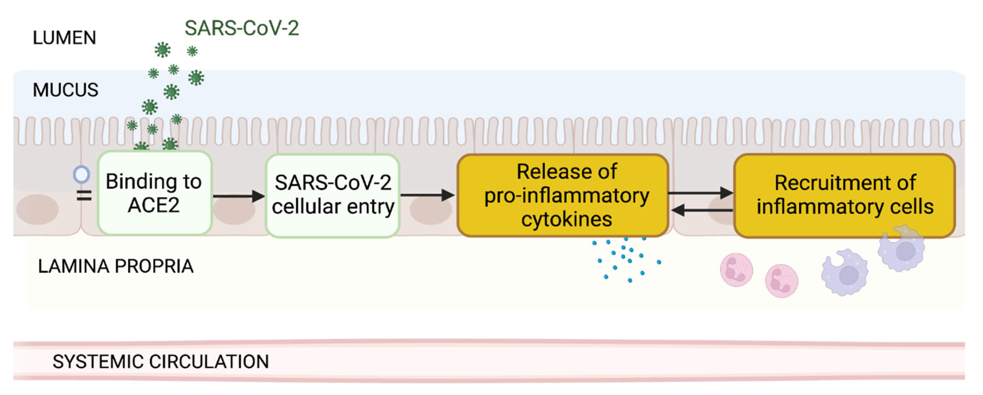 JCM | Free Full-Text | Gut as an Alternative Entry Route for SARS 