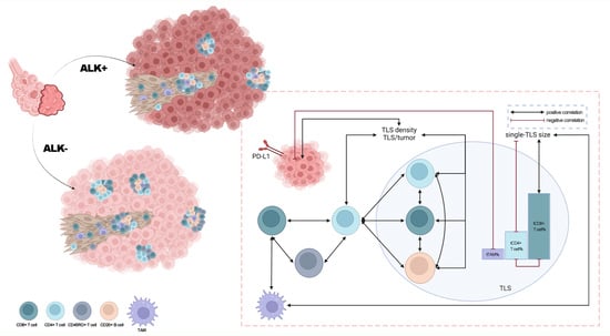 Jcm Free Full Text Decreased Tertiary Lymphoid Structures In Lung