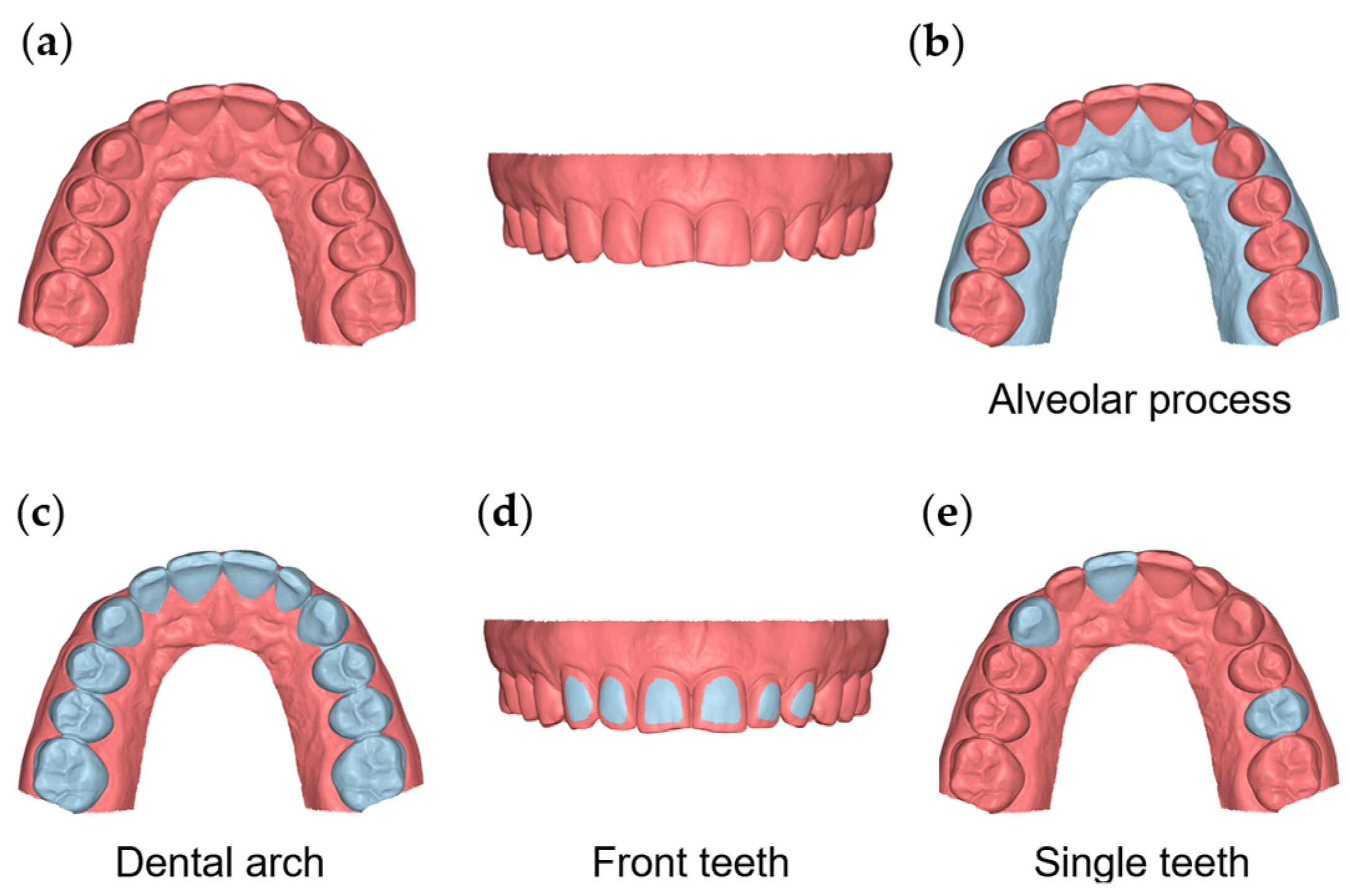 alveolar arch