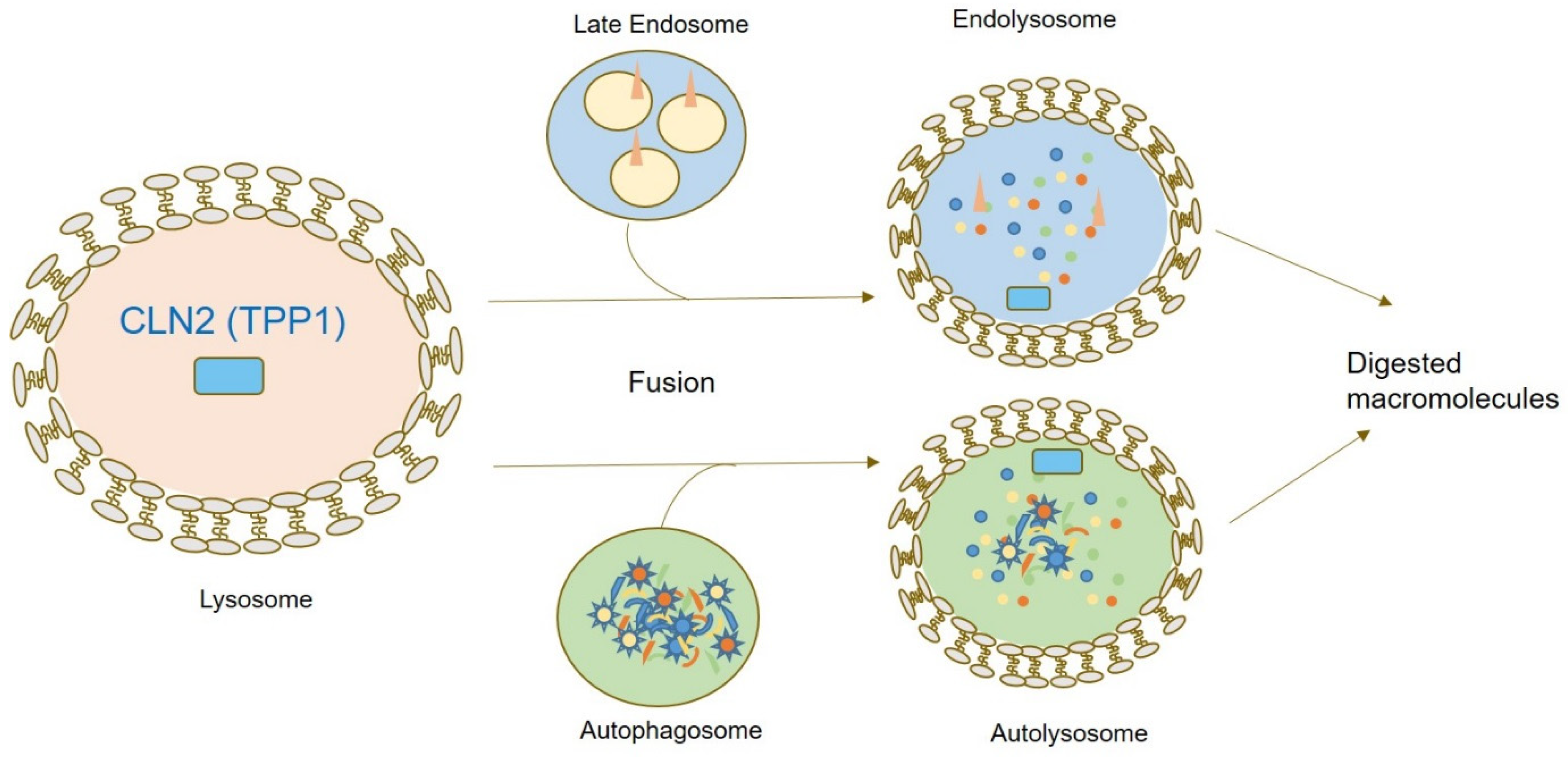 Jcm 11 06415 g002 Jcm 11 06415 g002