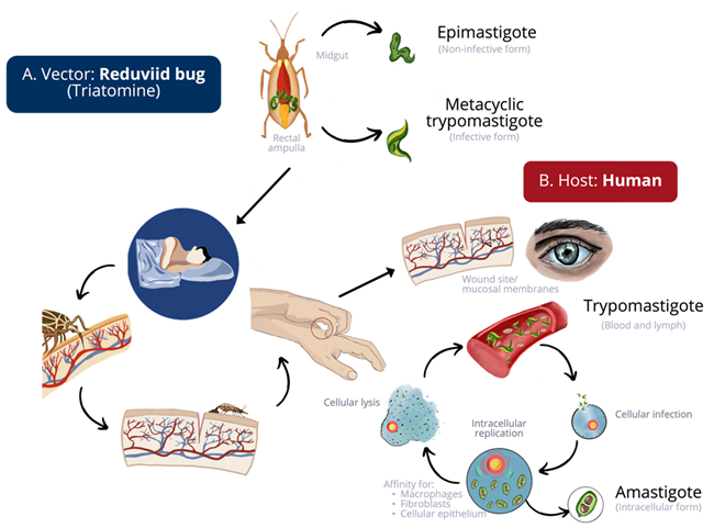 Frontiers  Comparative microRNA profiling of Trypanosoma cruzi infected  human cells