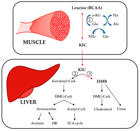 JCM | Free Full-Text | Role of Branched-Chain Amino Acids and Their  Derivative &beta;-Hydroxy-&beta;-Methylbutyrate in Liver Cirrhosis