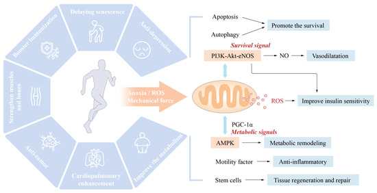 Role and Possible Molecular Mechanism of Physical Exercise in