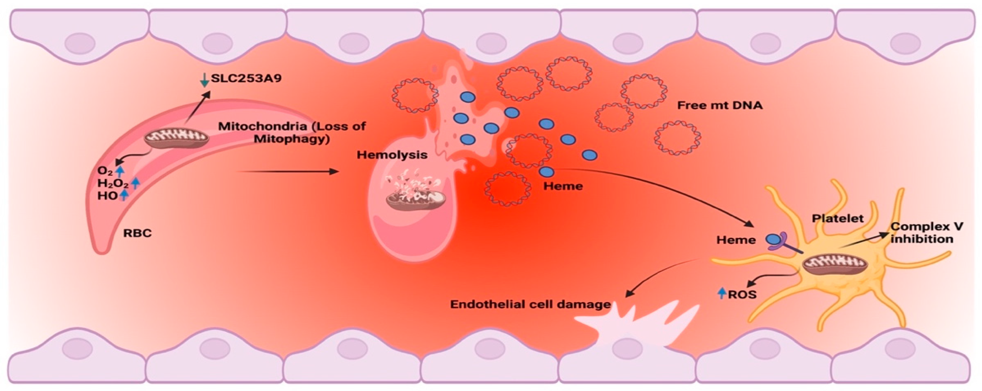 Jcm 12 00765 g001 Jcm 12 00765 g001