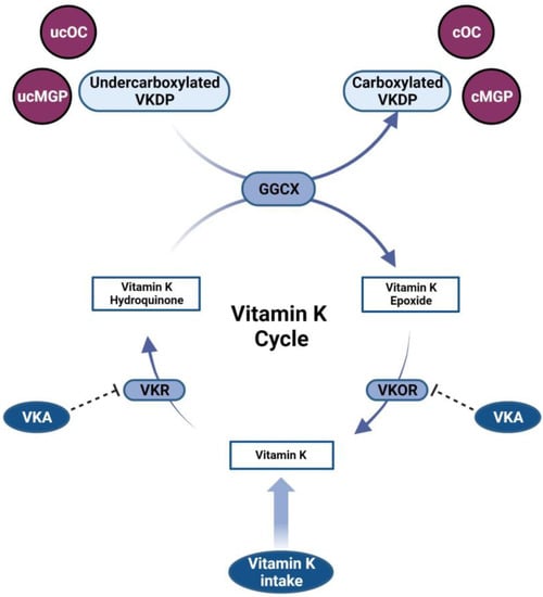 JCM | Free Full-Text | The Pleiotropic Role of Vitamin K in Multimorbidity  of Chronic Obstructive Pulmonary Disease