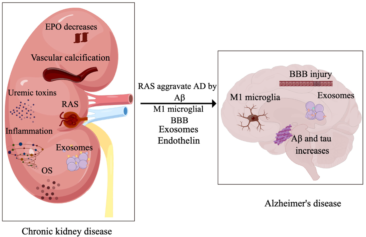 JCM | Free Full-Text | Pathogenesis of Chronic Kidney Disease Is Closely  Bound up with Alzheimer&rsquo;s Disease, Especially via the  Renin-Angiotensin System