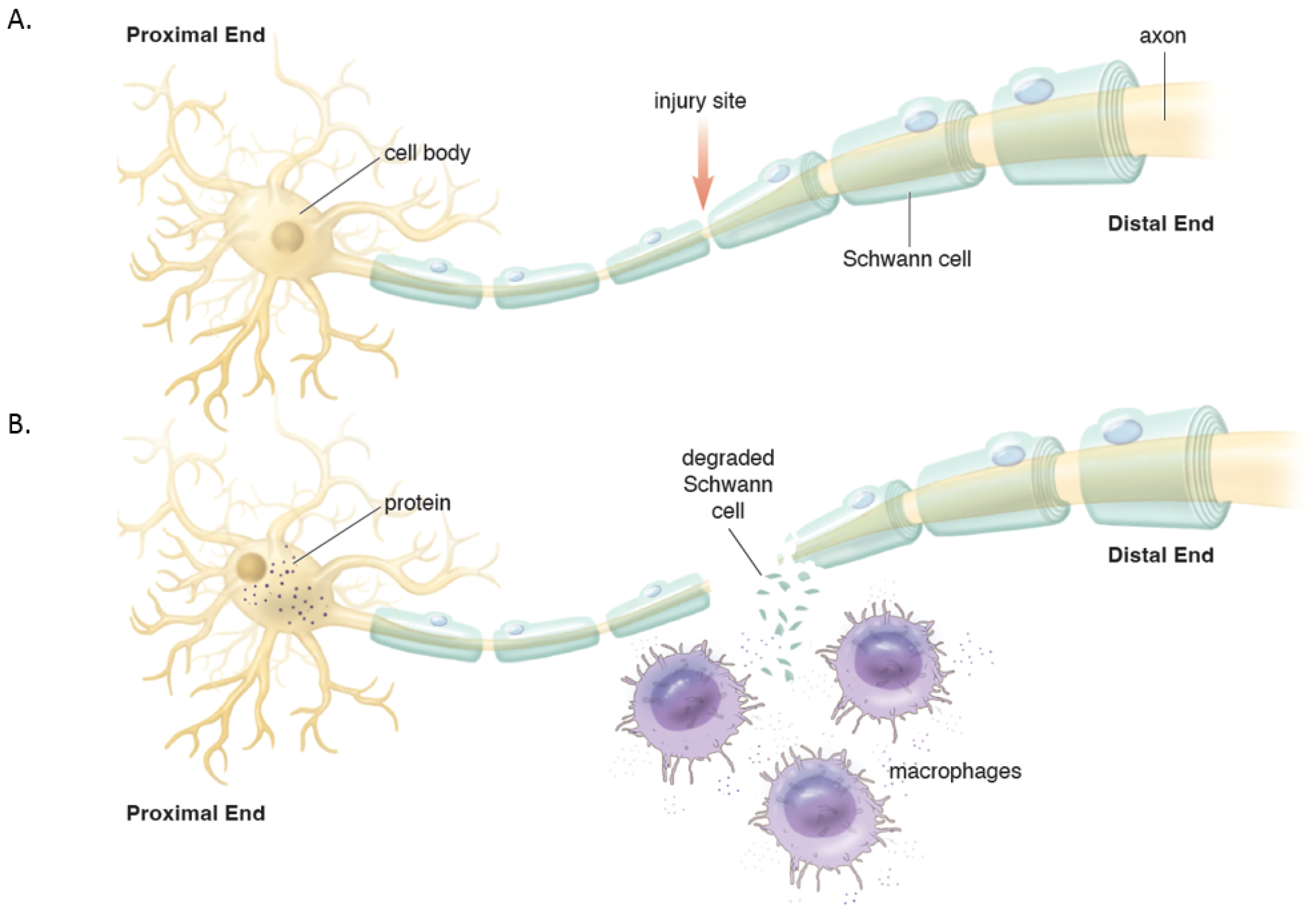 JCM | Free Full-Text | Molecular Basis of Surgical Coaptation ...