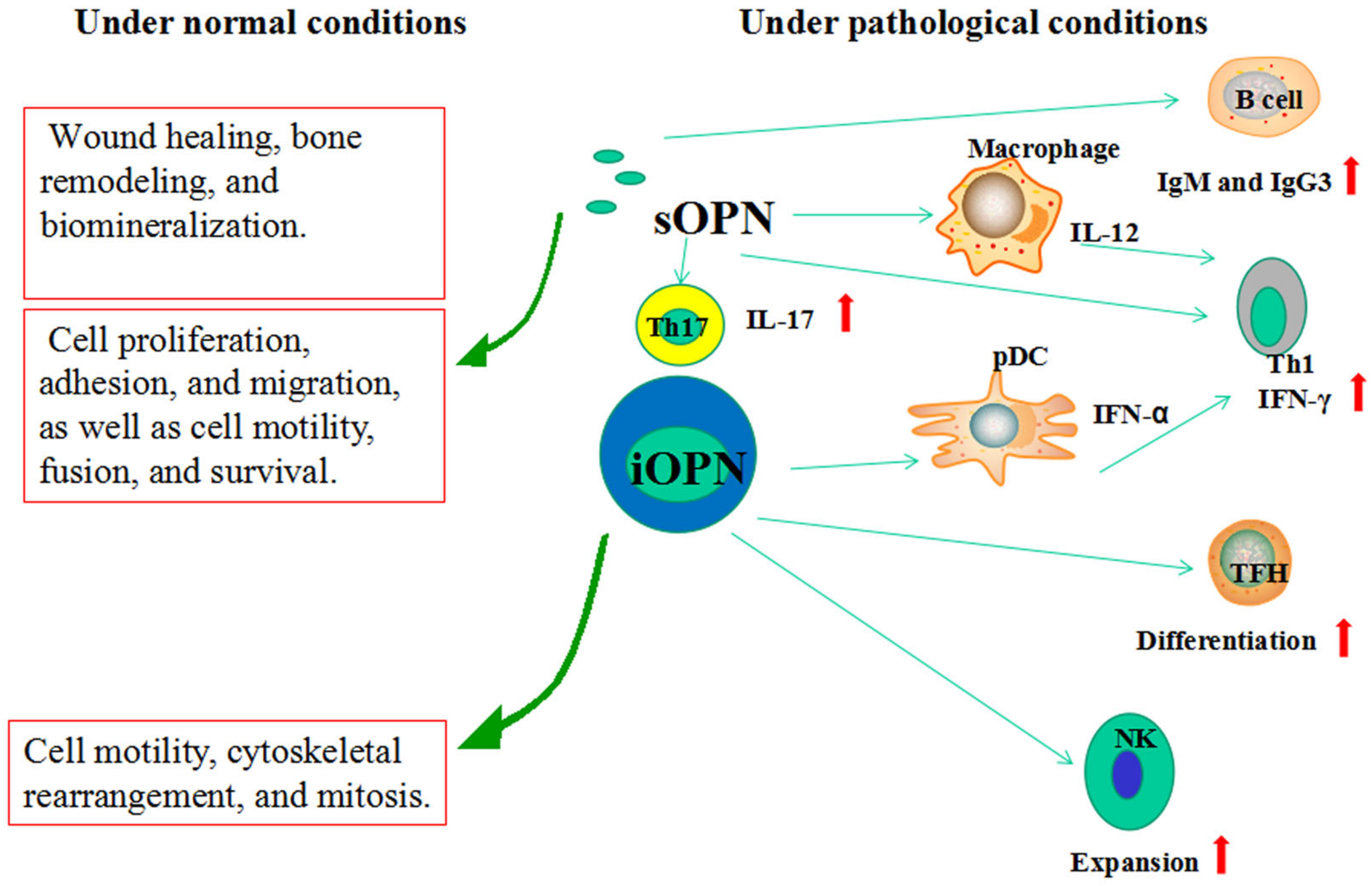 Jcm 12 02433 g002 Jcm 12 02433 g002