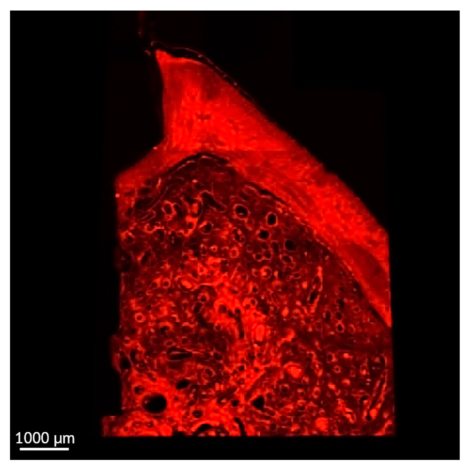 Jcm 12 02462 g004 Jcm 12 02462 g004