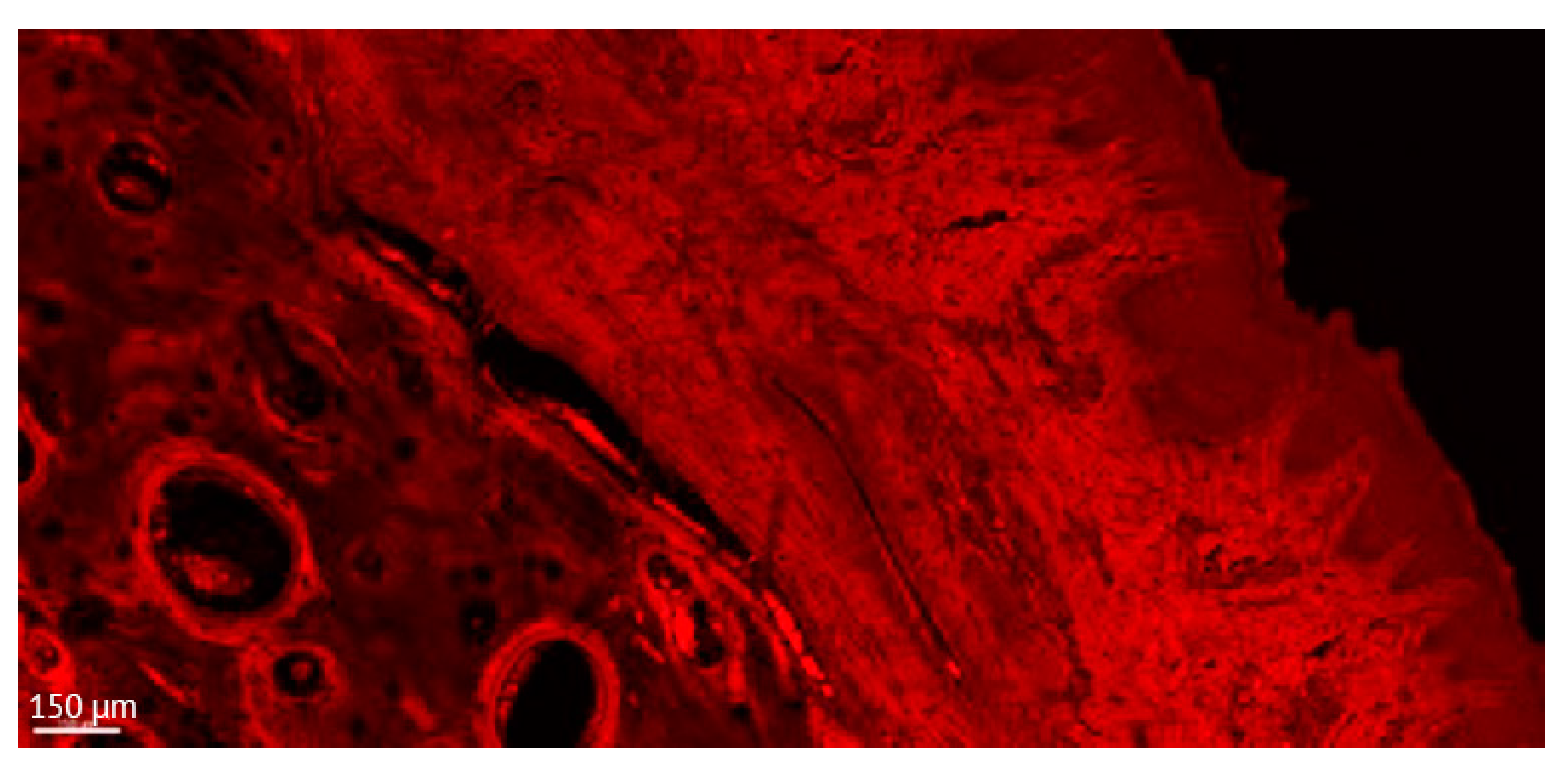 Jcm 12 02462 g005 Jcm 12 02462 g005