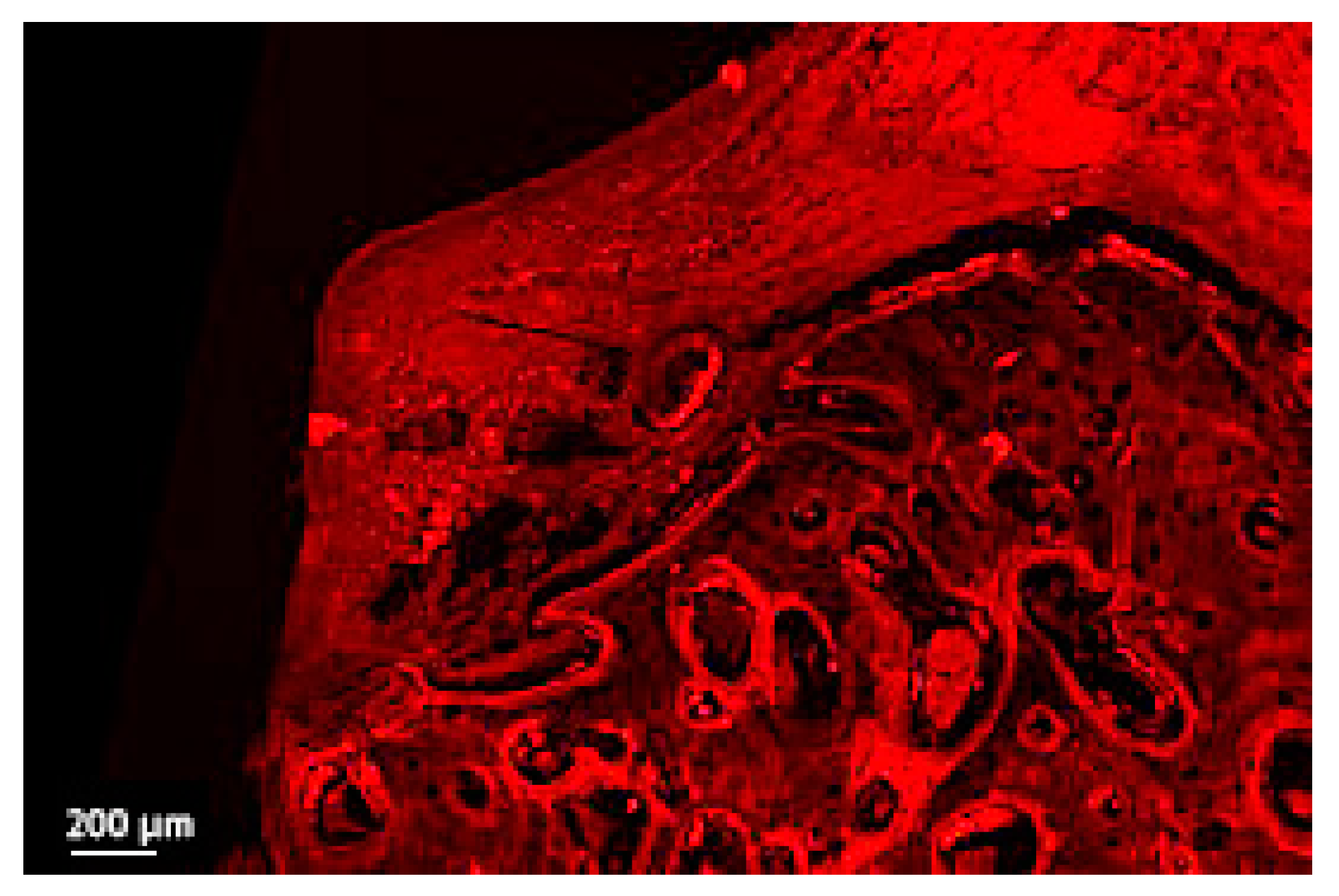 Jcm 12 02462 g006 Jcm 12 02462 g006