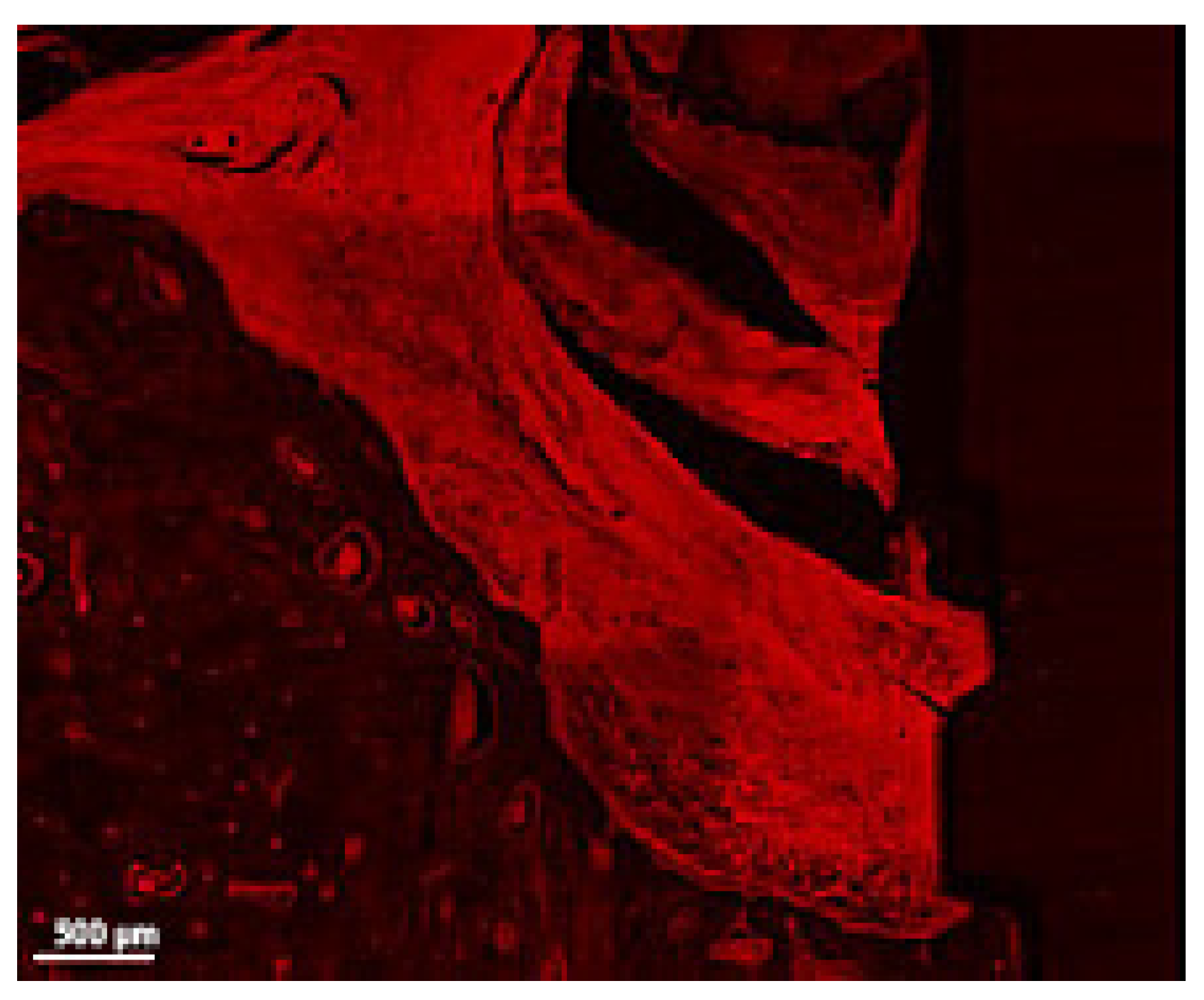 Jcm 12 02462 g007 Jcm 12 02462 g007