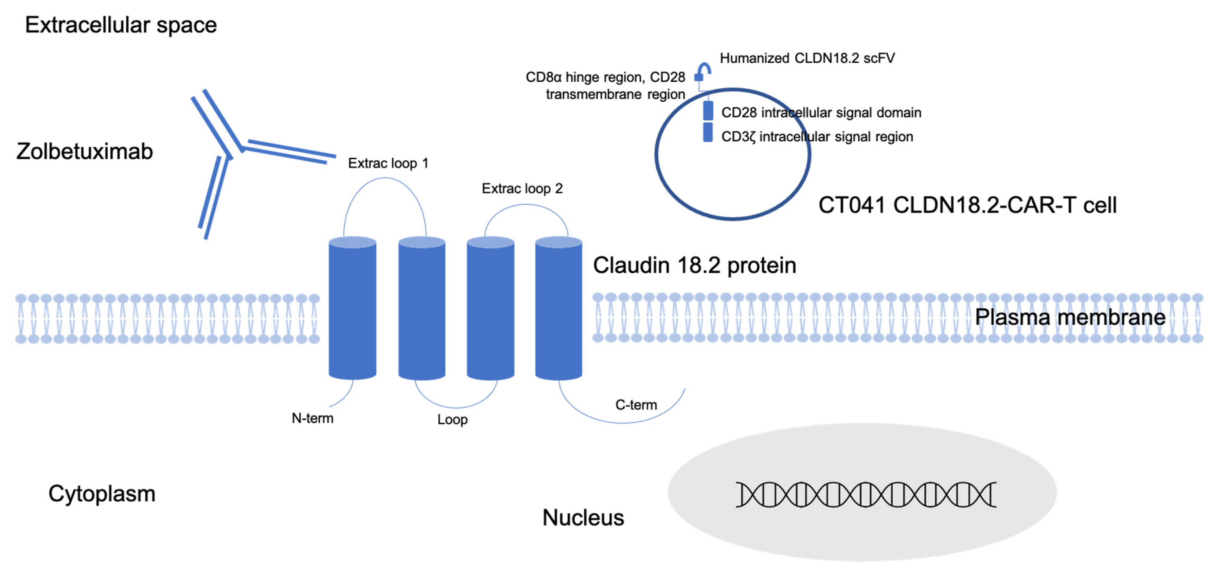 JCM | Free Full-Text | Anti-Claudin Treatments in Gastroesophageal  Adenocarcinoma: Mainstream and Upcoming Strategies