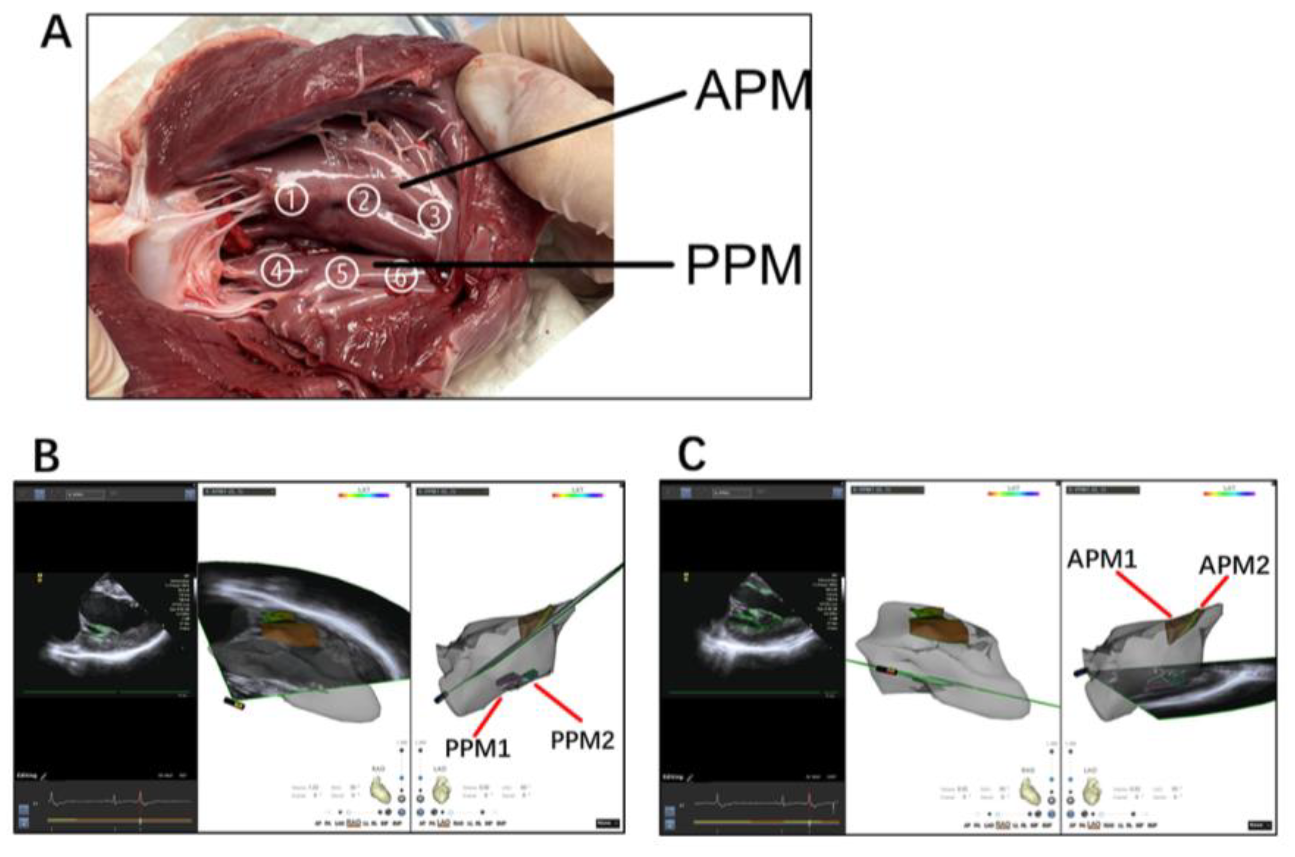 Jcm 12 03154 g002 Jcm 12 03154 g002