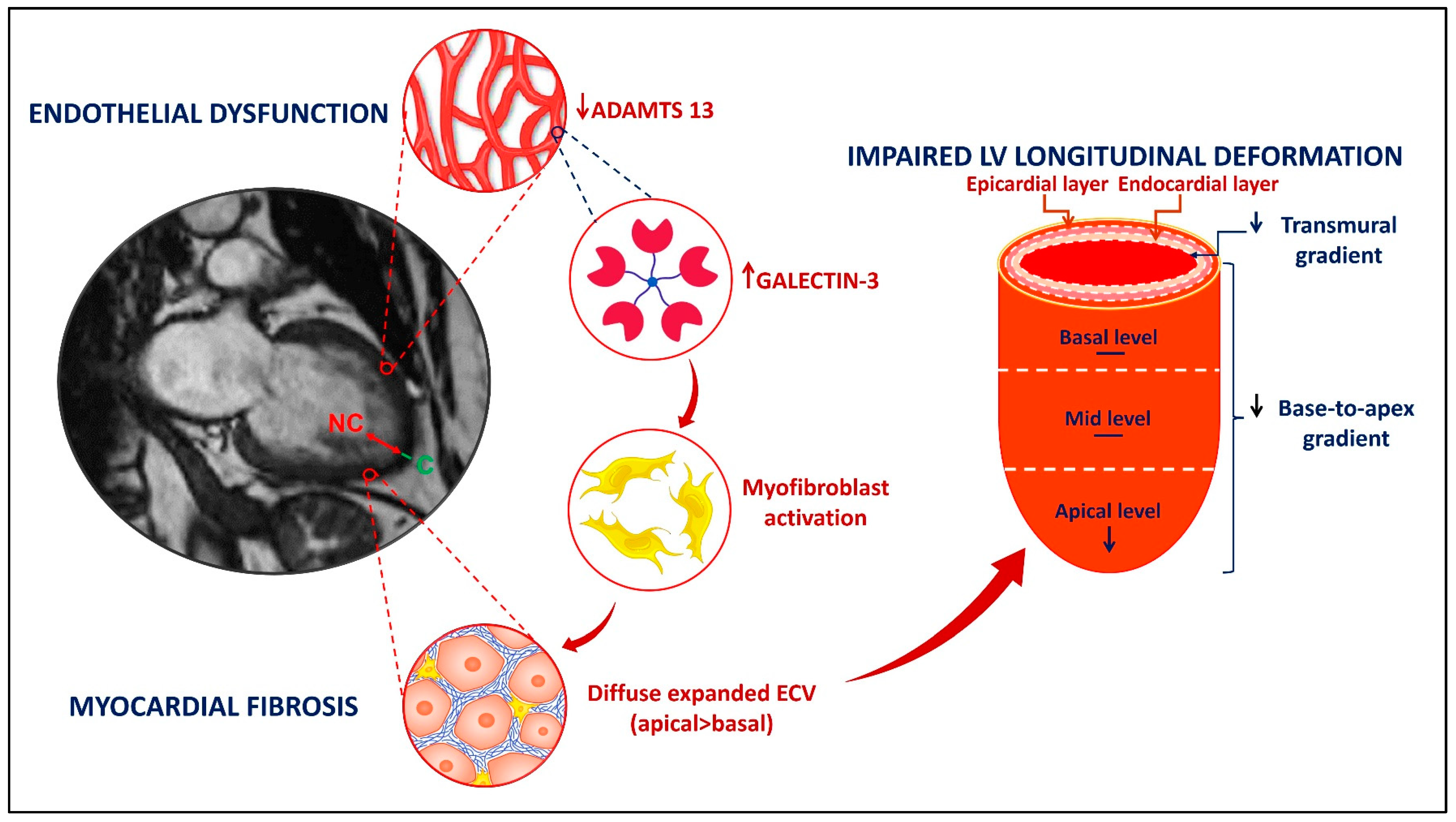 Frontiers  Association Between 2D- and 3D-Speckle-Tracking Longitudinal  Strain and Cardiovascular Magnetic Resonance Evidence of Diffuse Myocardial  Fibrosis in Heart Transplant Recipients