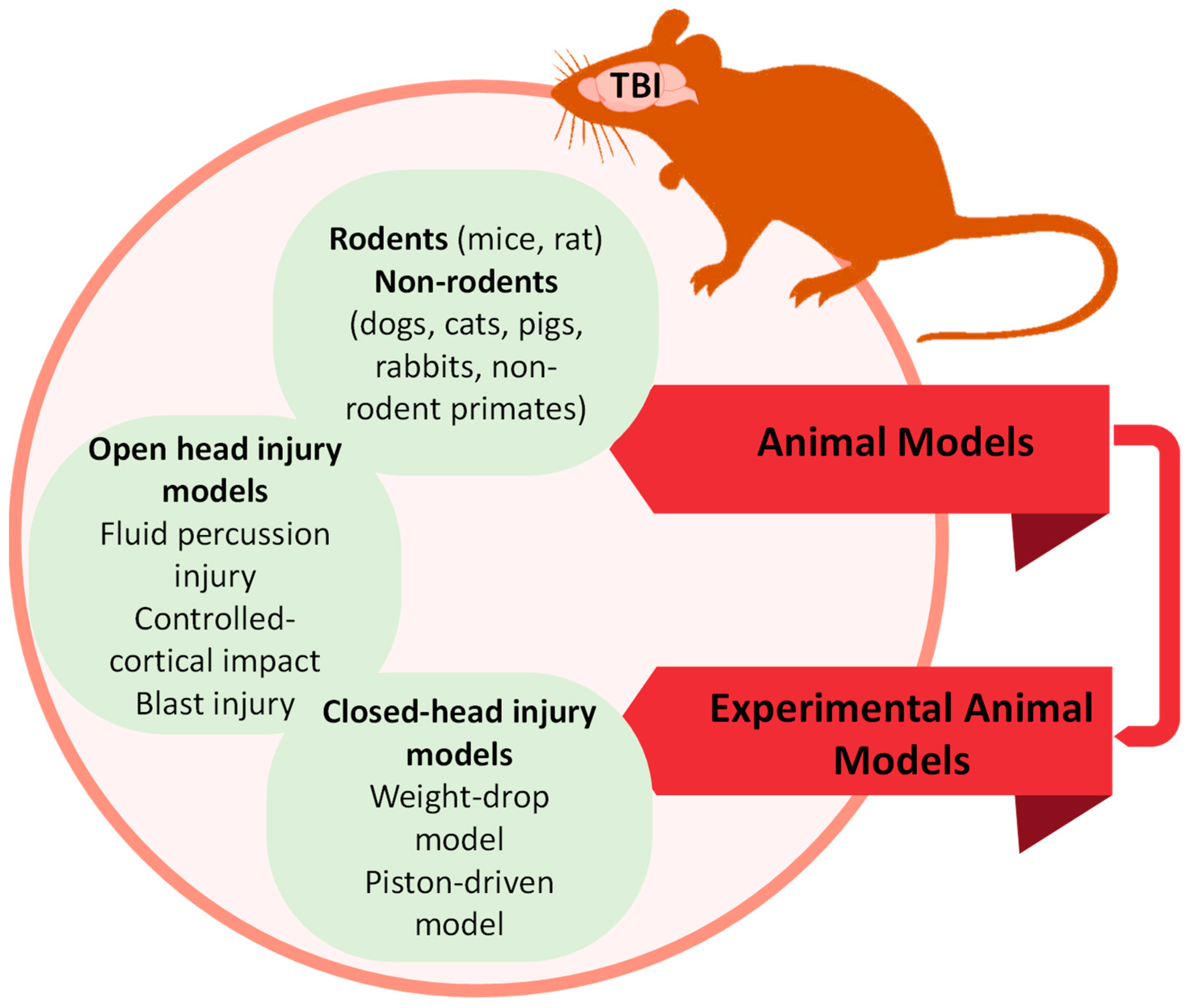 JCM | Free Full-Text | Potential Biomarkers in Experimental Animal Models  for Traumatic Brain Injury