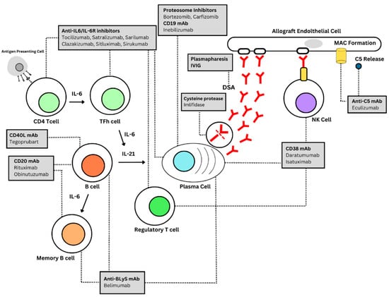 JCM | Free Full-Text | Emerging Therapies for Antibody-Mediated ...