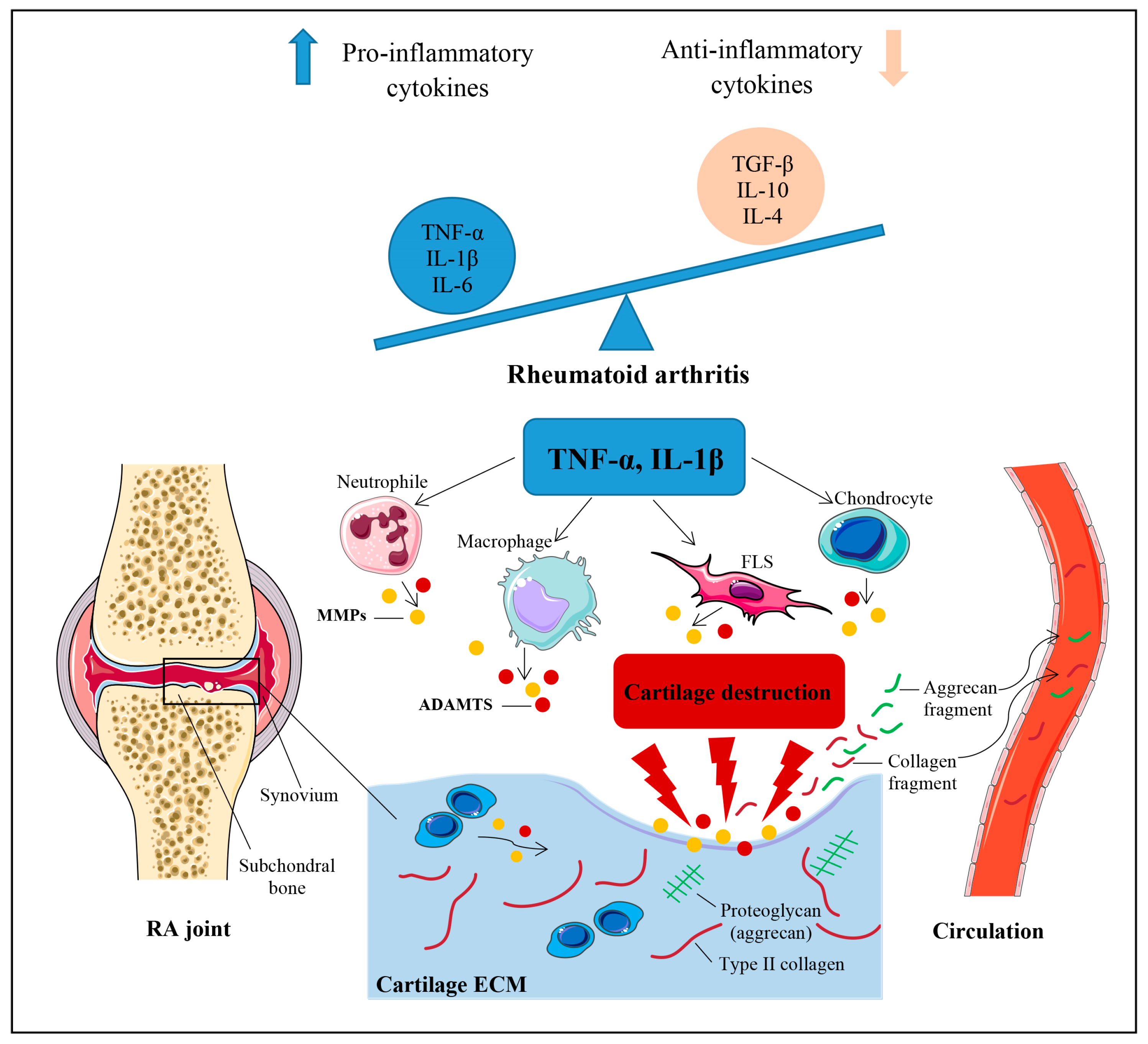 JCM | Free Full-Text | Effects of Etanercept and Adalimumab on Serum Levels  of Cartilage Remodeling Markers in Women with Rheumatoid Arthritis