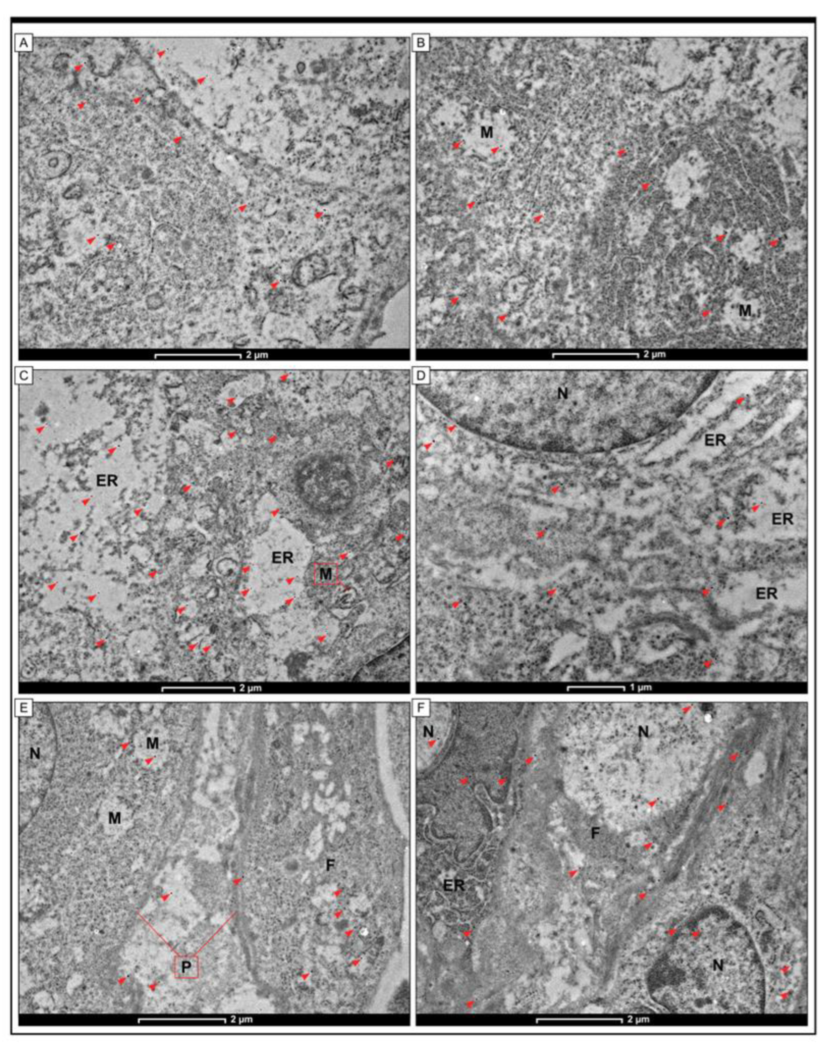 Jcm 12 05477 g006 Jcm 12 05477 g006