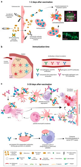 JCM | Free Full-Text | Vaccine-Induced Immune Thrombocytopenia And ...