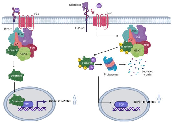 JCM | Free Full-Text | The Role of Sclerostin in Rheumatic Diseases: A ...