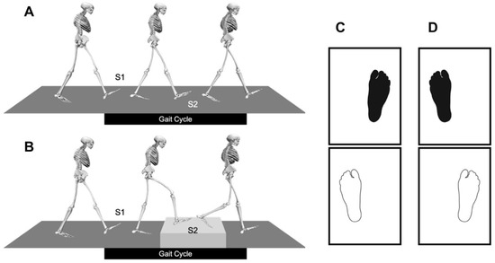 Solved EXERCISE 4 THE BIPEDAL GAIT Work in a group to