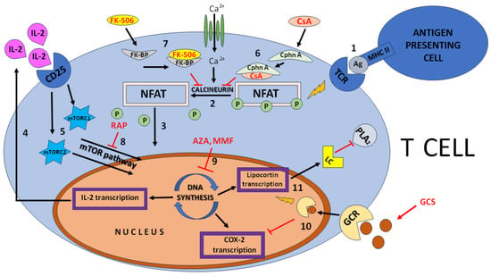 JCM | Free Full-Text | Immunosuppressive Agents—Effects on