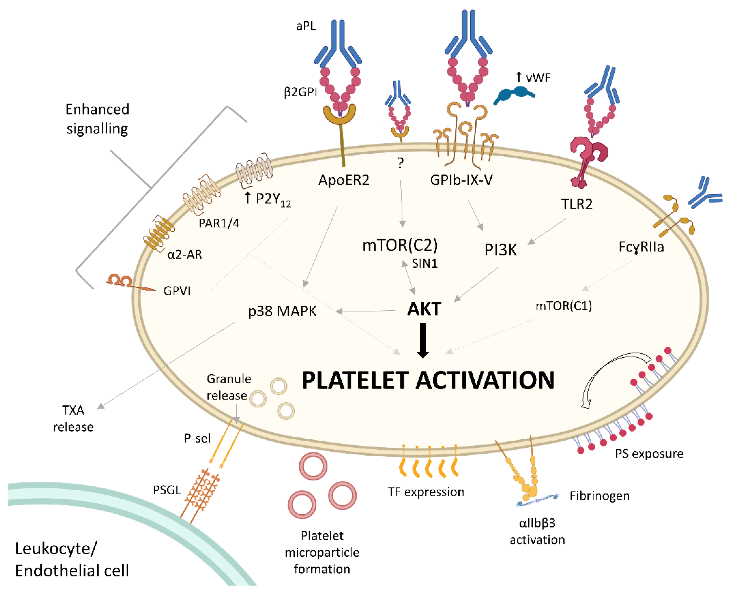 Jcm 13 00741 g002 Jcm 13 00741 g002