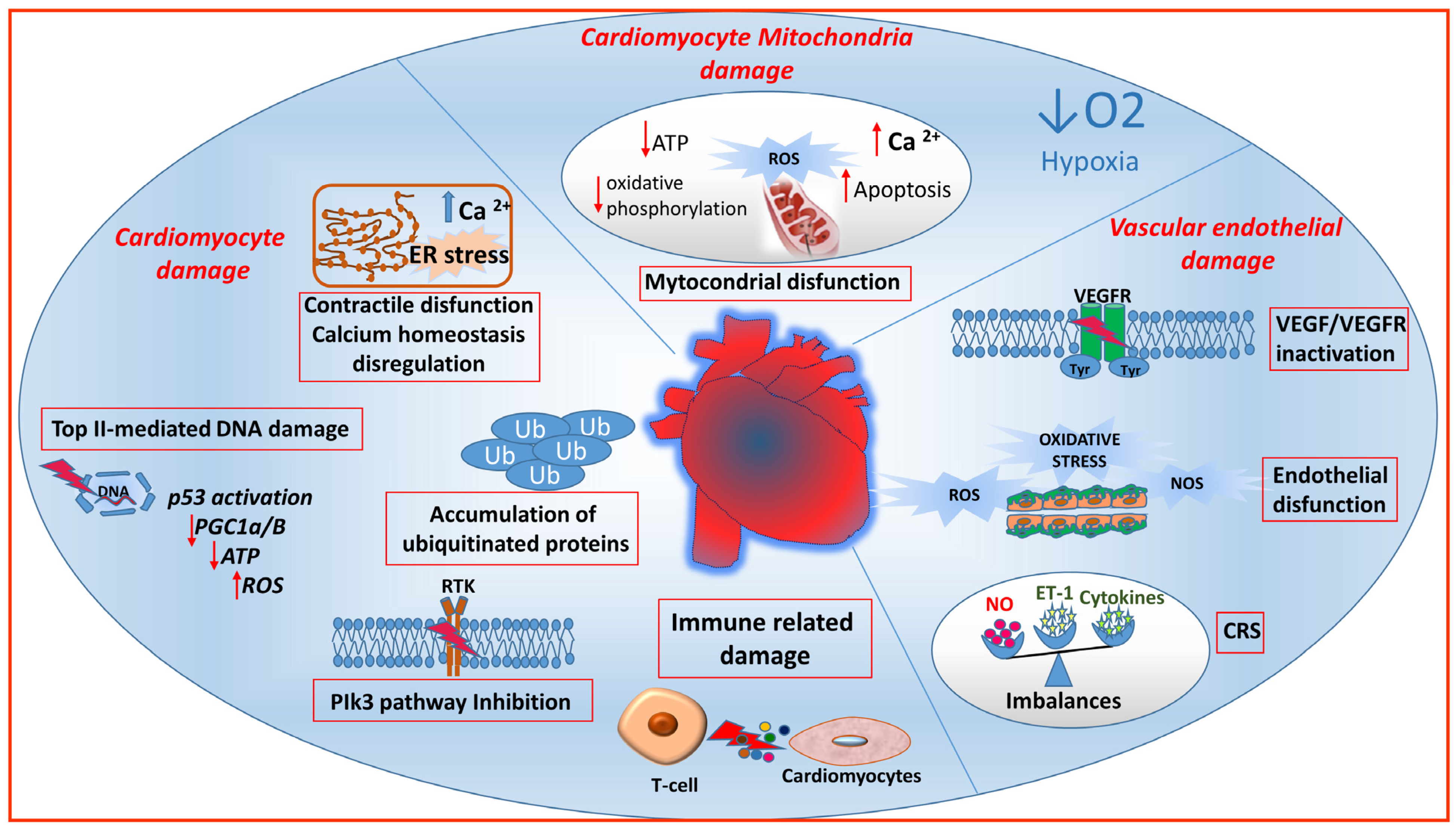 JCM | Free Full-Text | Cardiovascular Toxicity of Antineoplastic 