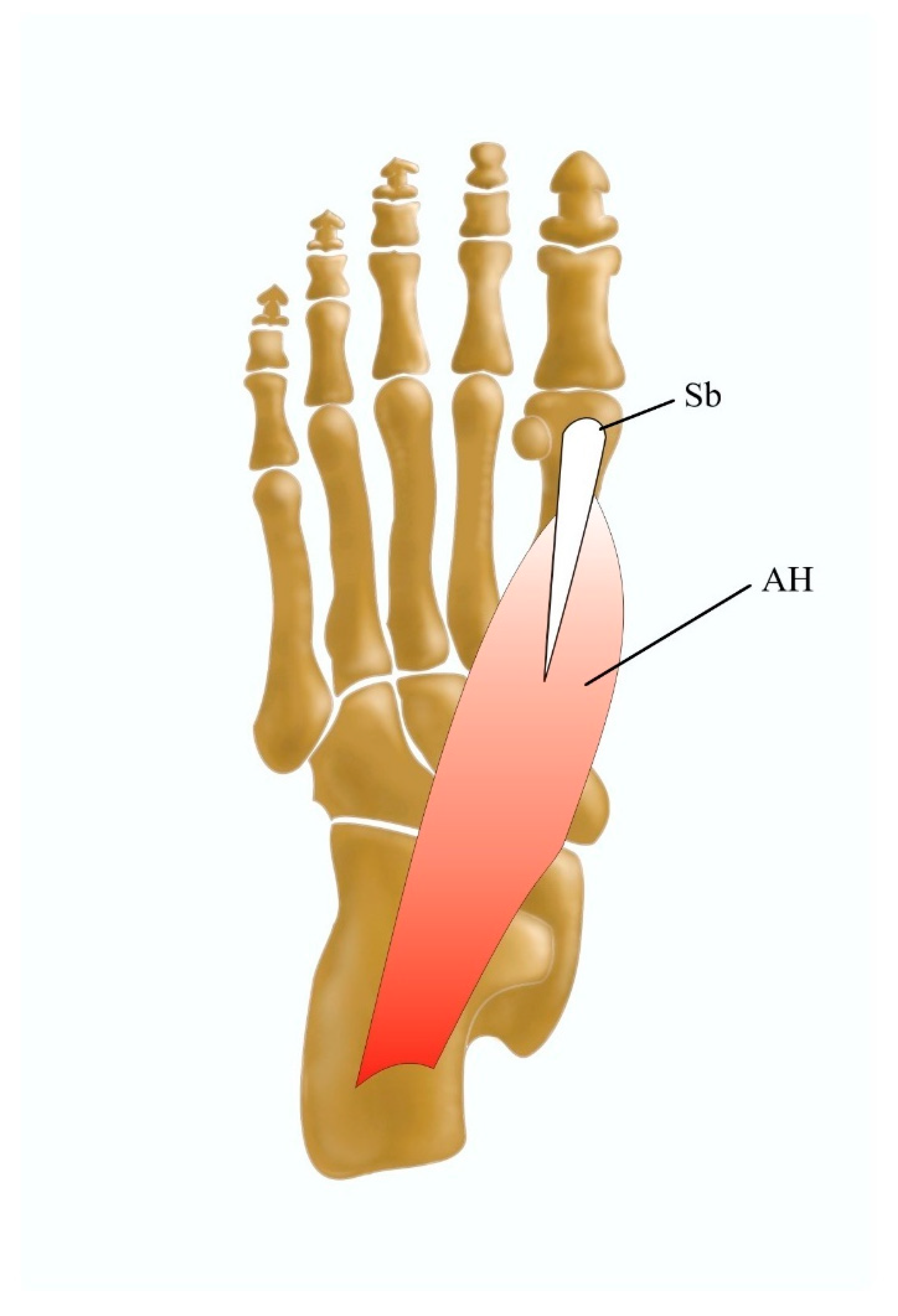 JCM | Free Full-Text | A Literature Review of the Morphological ...