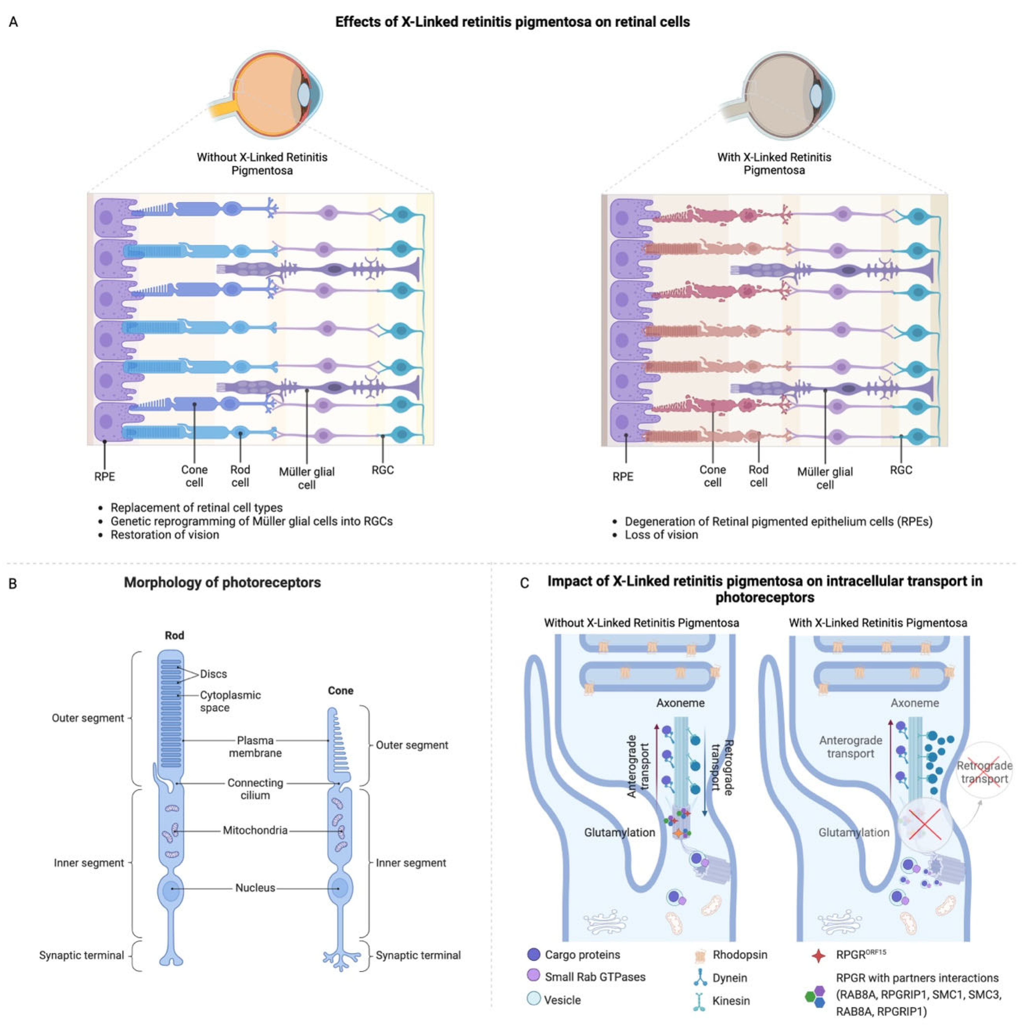Jcm 14 00898 g002 Jcm 14 00898 g002