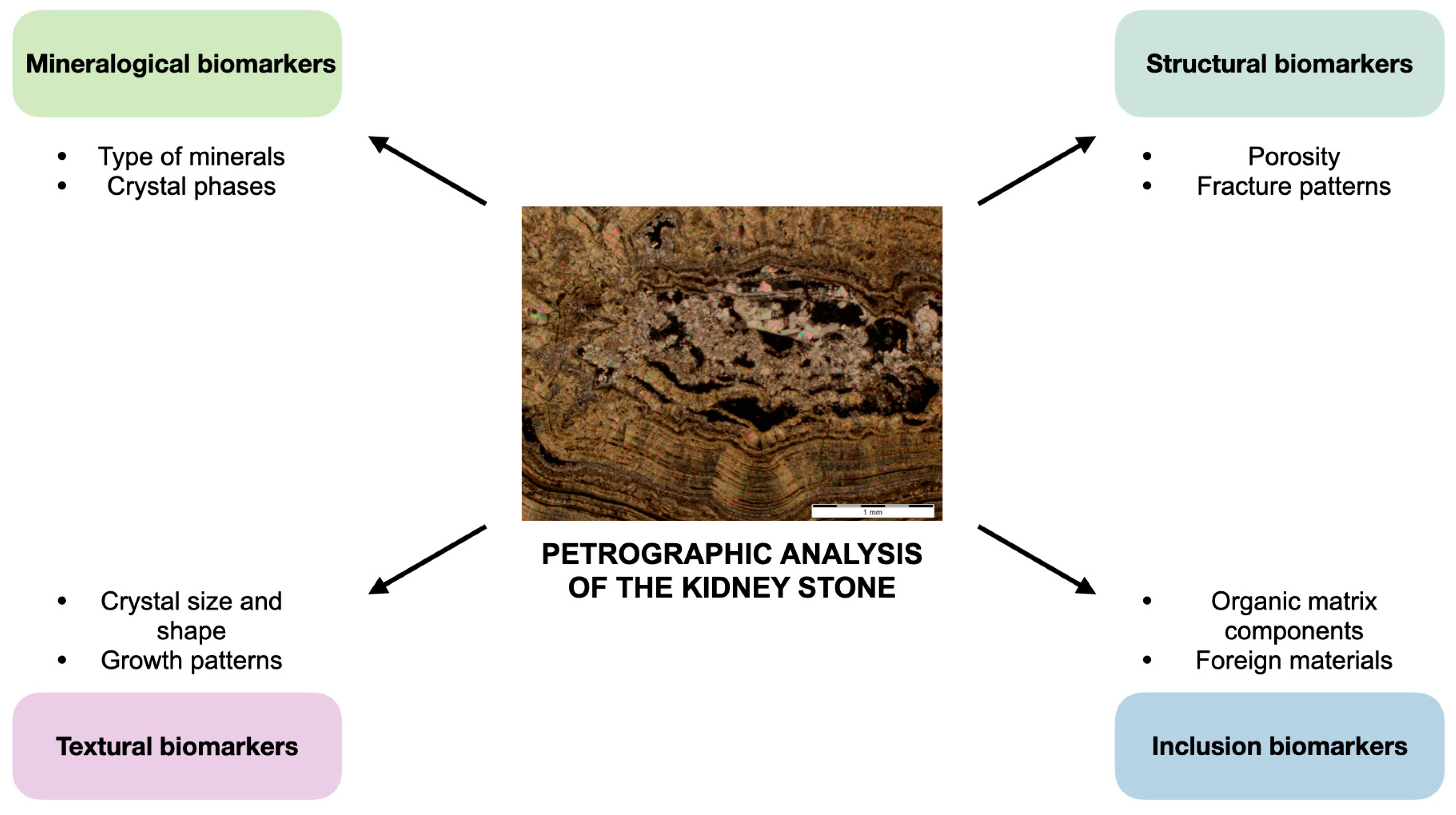 Jcm 14 00997 g002 Jcm 14 00997 g002