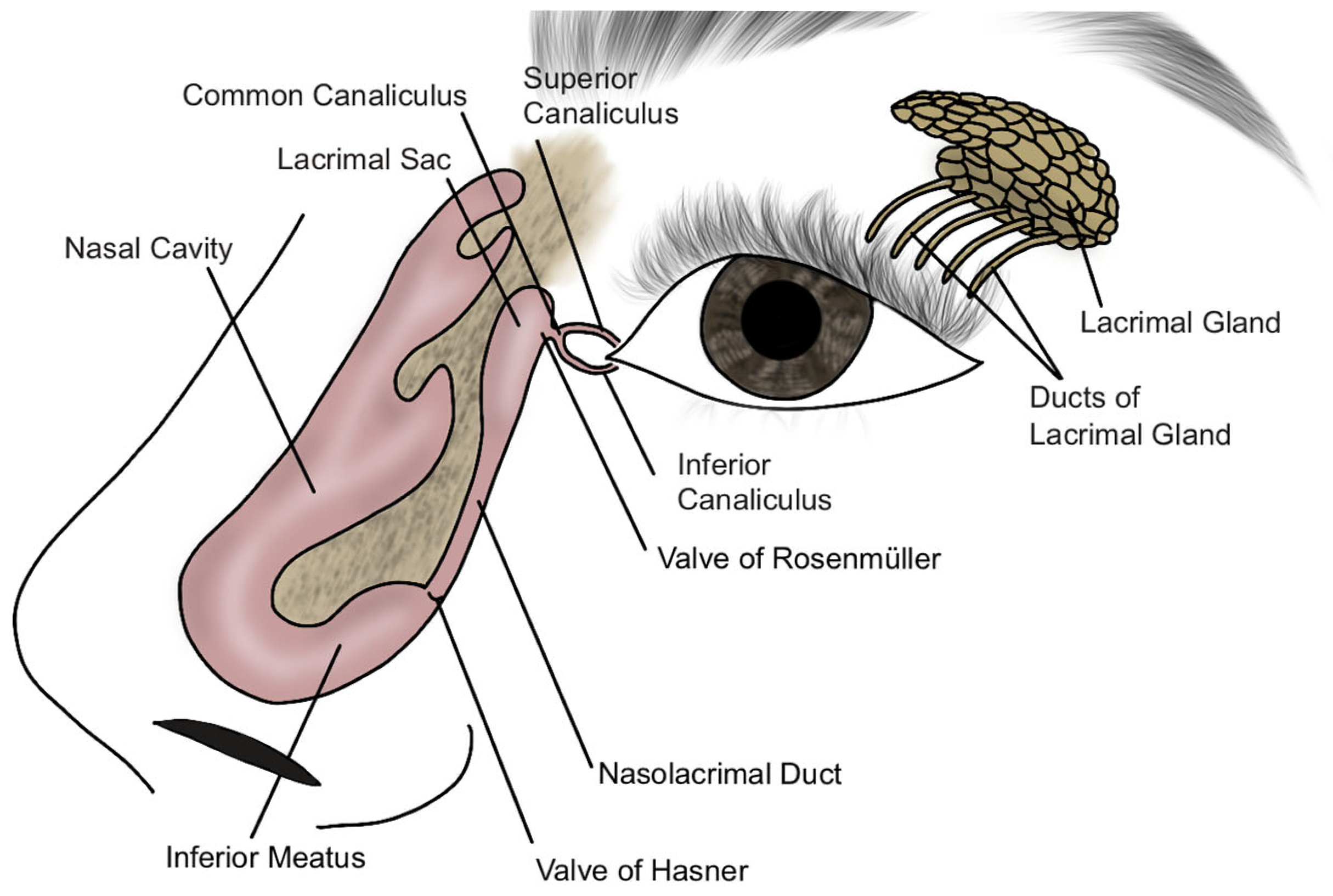 Jcm 14 03716 g002 Jcm 14 03716 g002