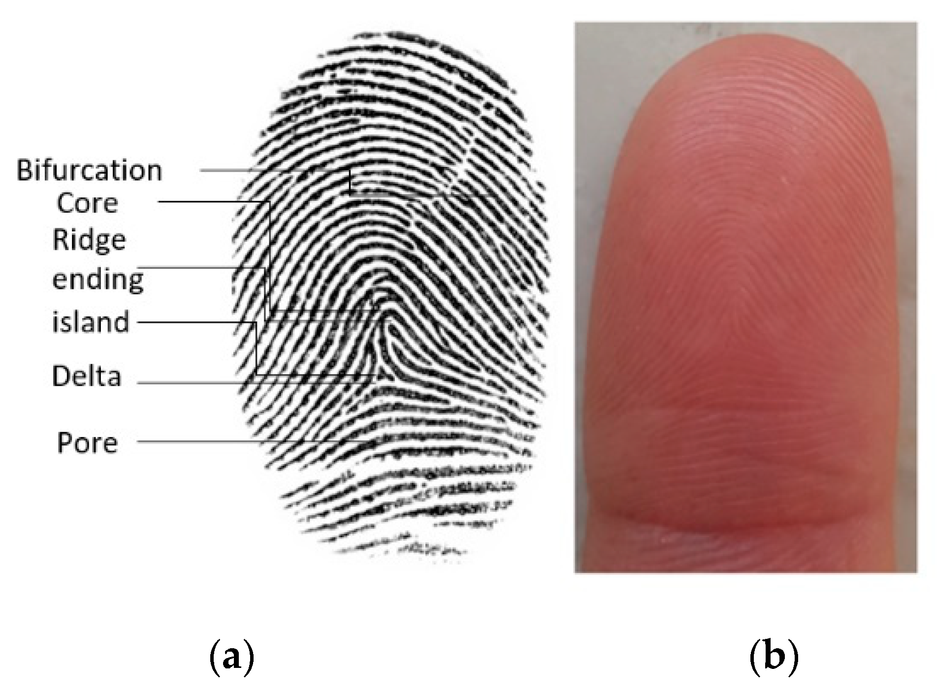 Hardware fingerprint