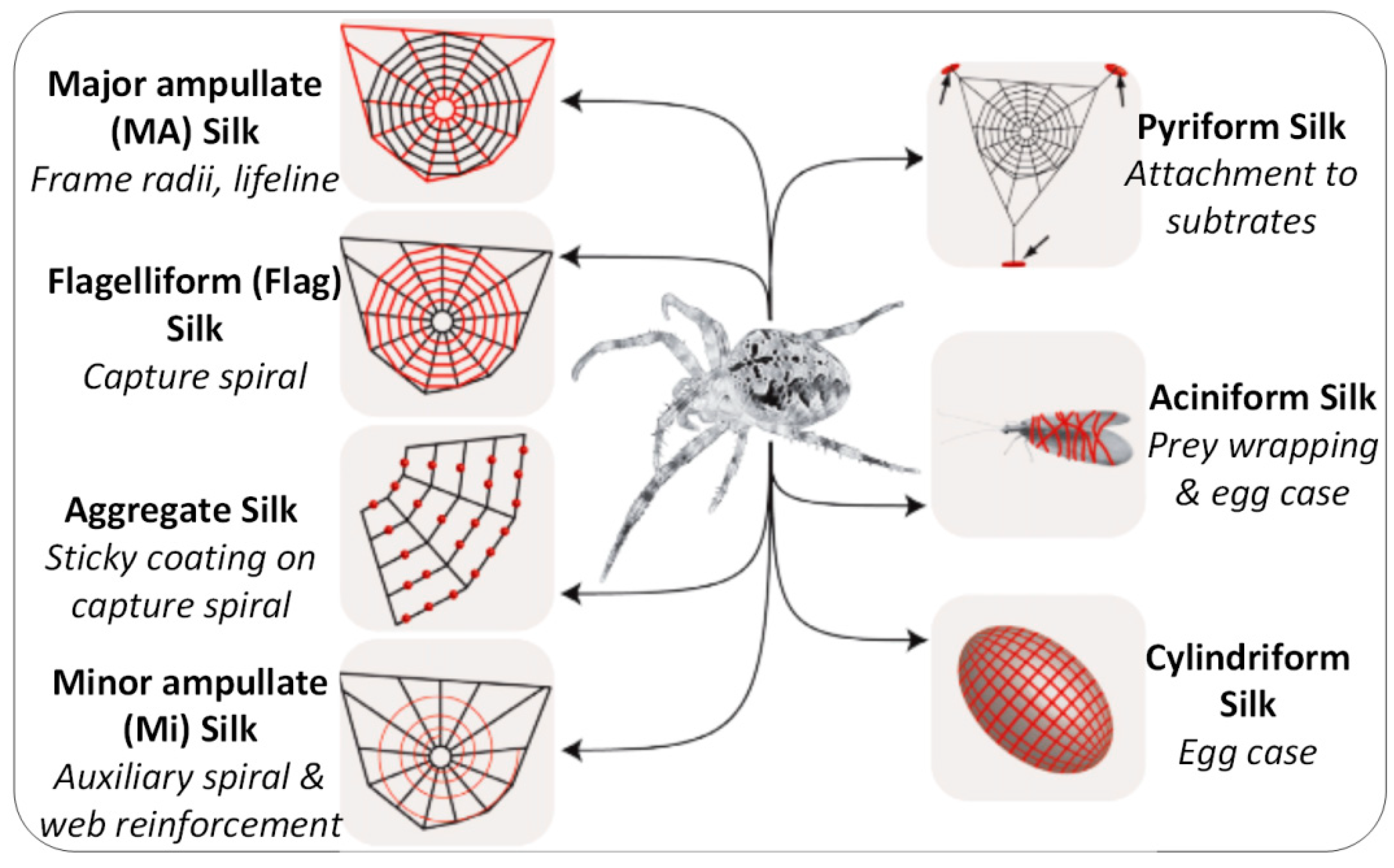 Spider Webs: Identify A Spider By What They Weave