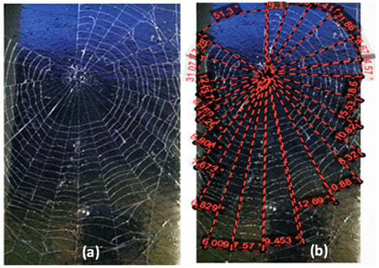 Innovation spins spider web architecture into 3D imaging technology