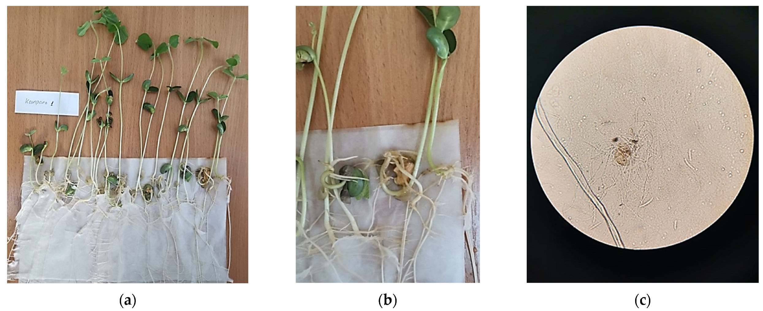Jcs 07 00308 g008 Jcs 07 00308 g008