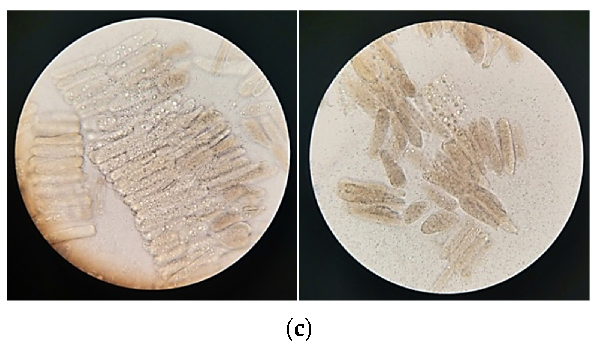 Jcs 07 00308 g009b Jcs 07 00308 g009b
