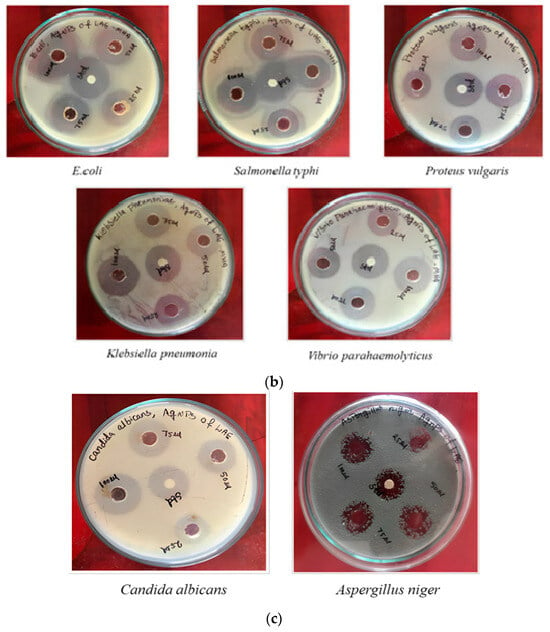 J. Compos. Sci. | Free Full-Text | Green Synthesised Silver ...