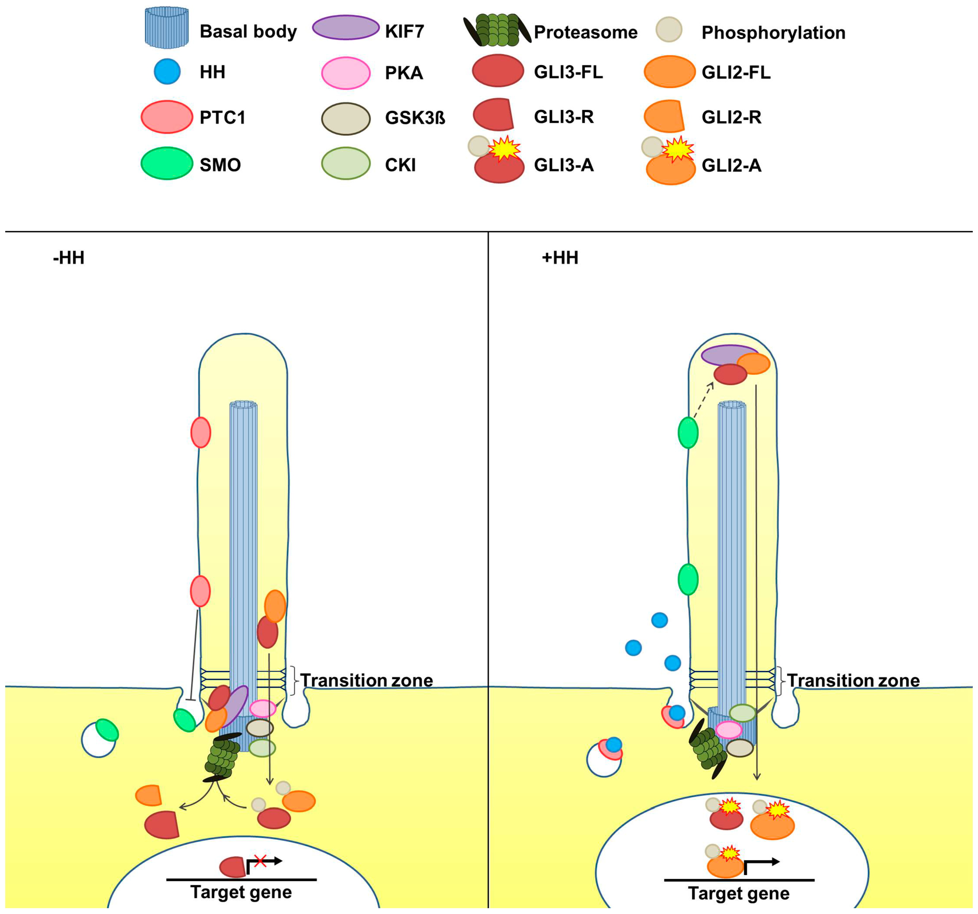 JDB | Free Full-Text | Control of Hedgehog Signalling by the  Cilia-Regulated Proteasome | HTML