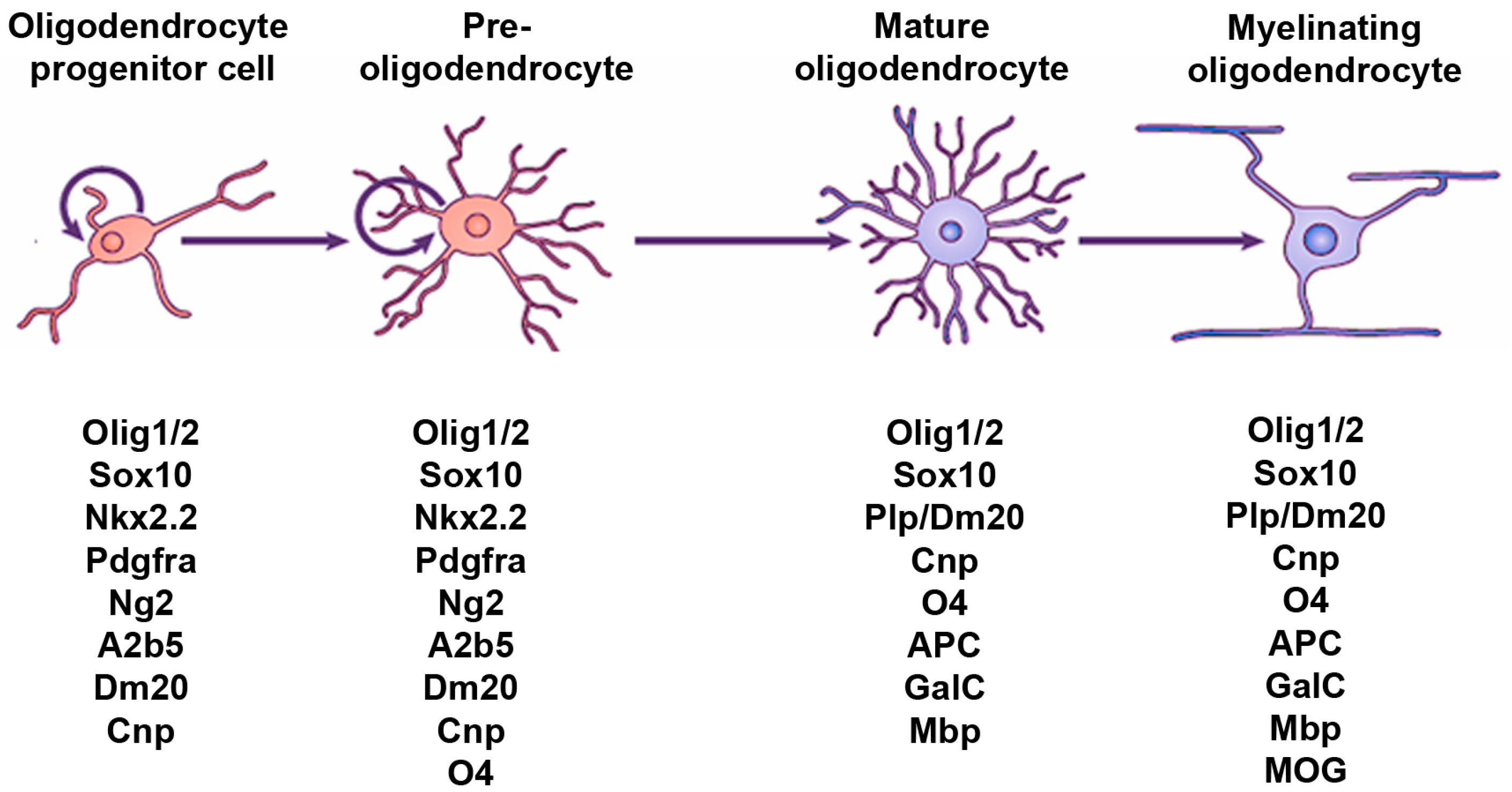 JDB | Free Full-Text | Hedgehog: A Key Signaling in the Development of the  Oligodendrocyte Lineage