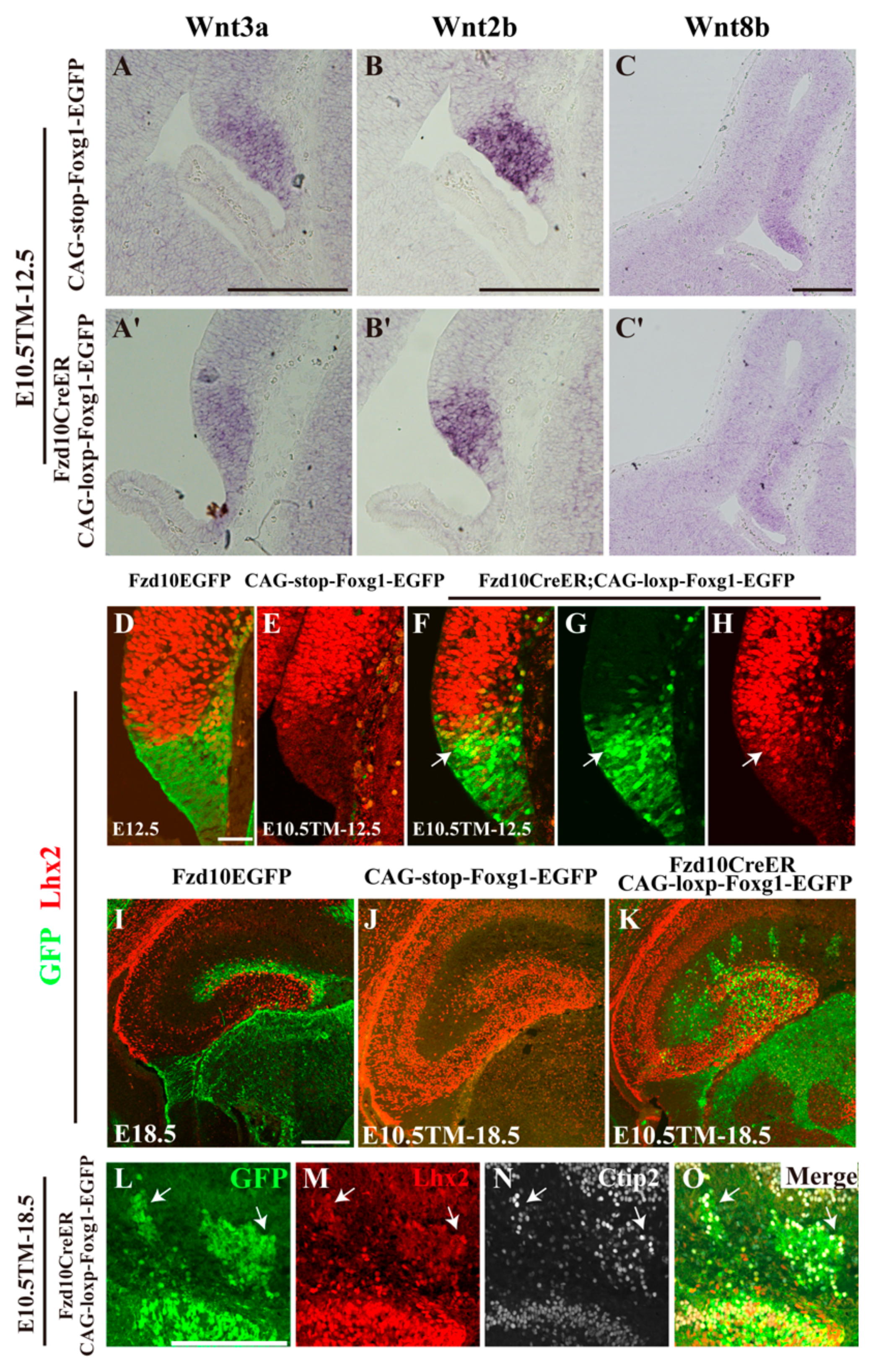 Cajal-Retzius Cell - an overview