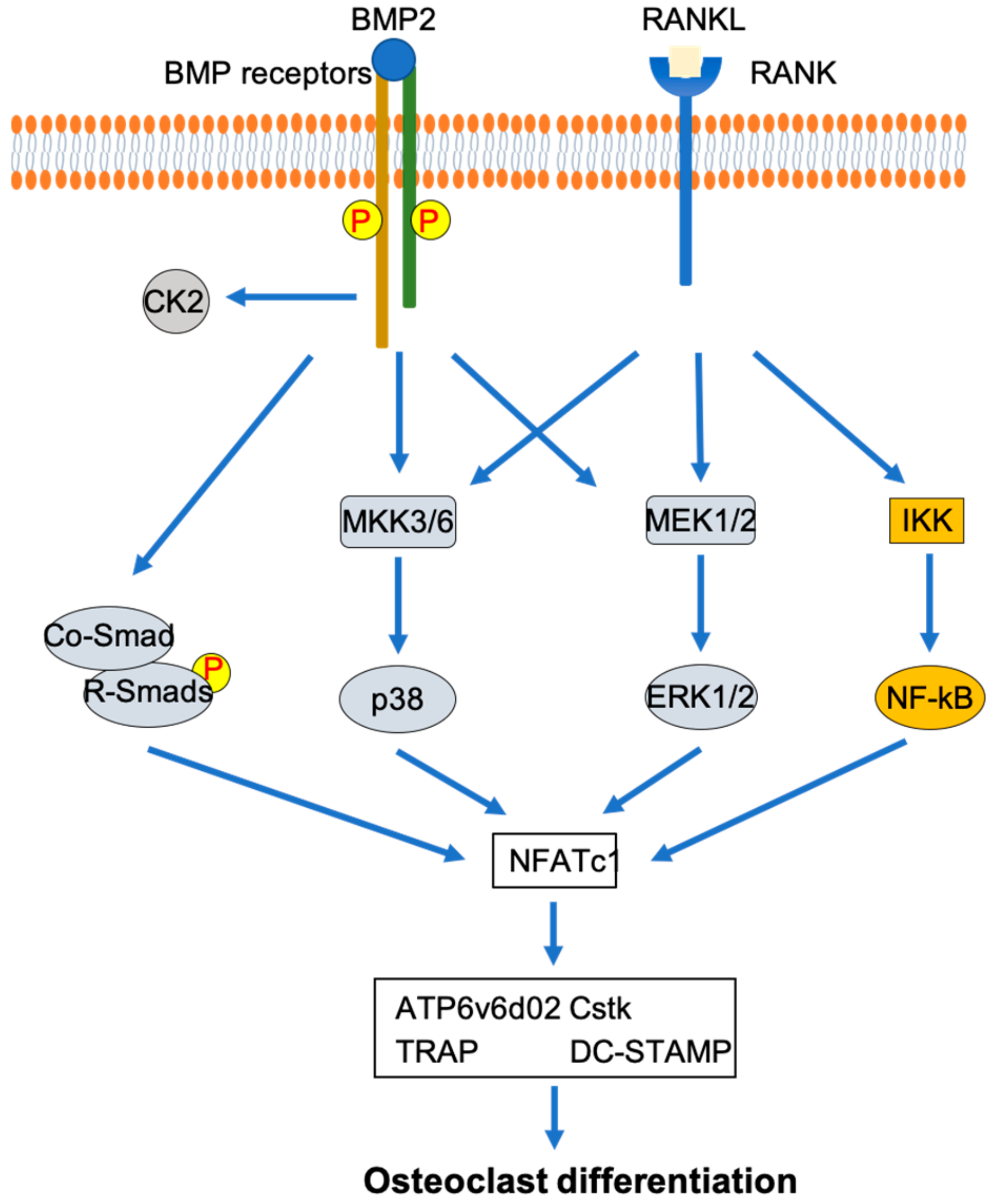 JDB | Free Full-Text | A Synthetic Peptide, CK2.3, Inhibits RANKL