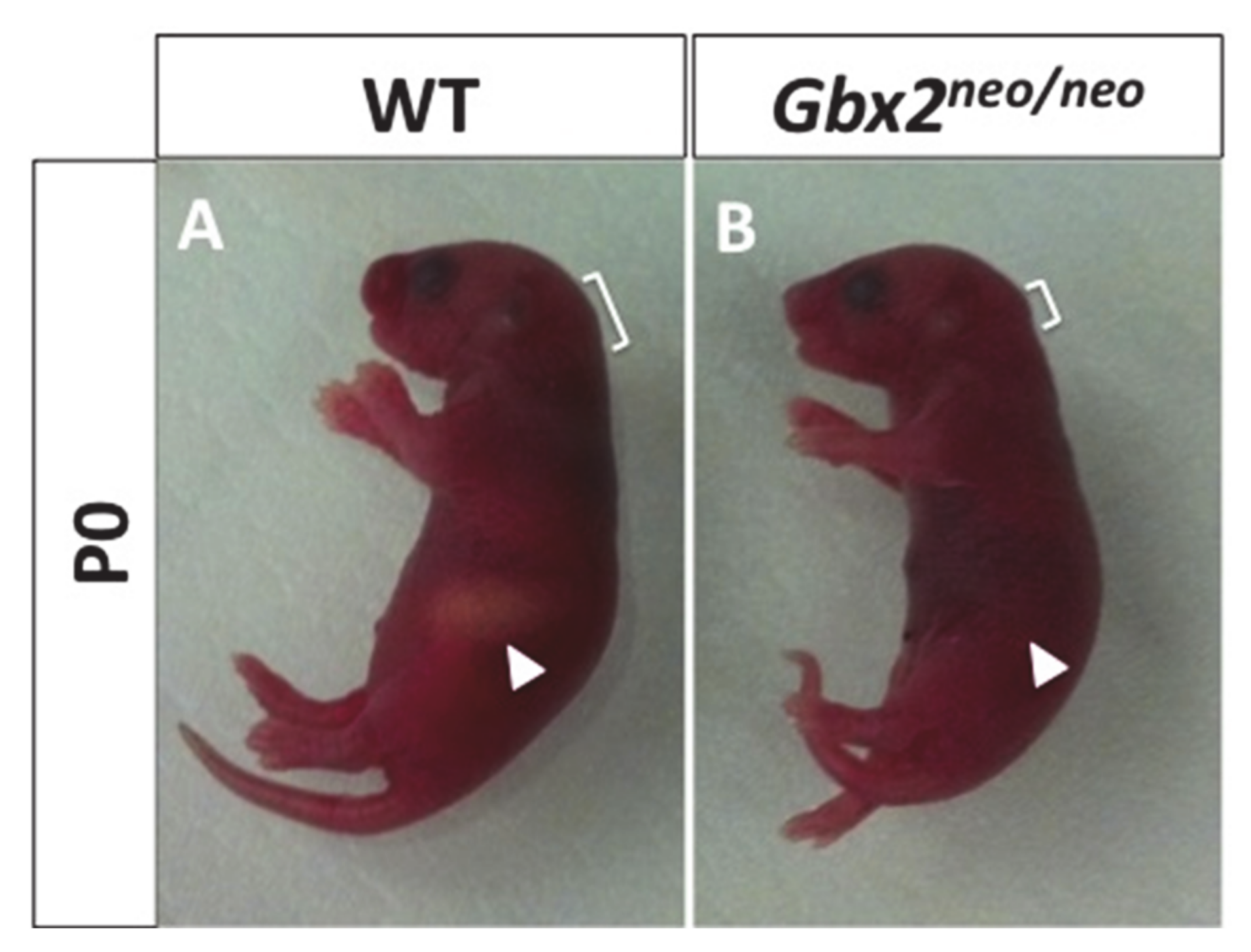 Jdb 08 00033 g001 Jdb 08 00033 g001