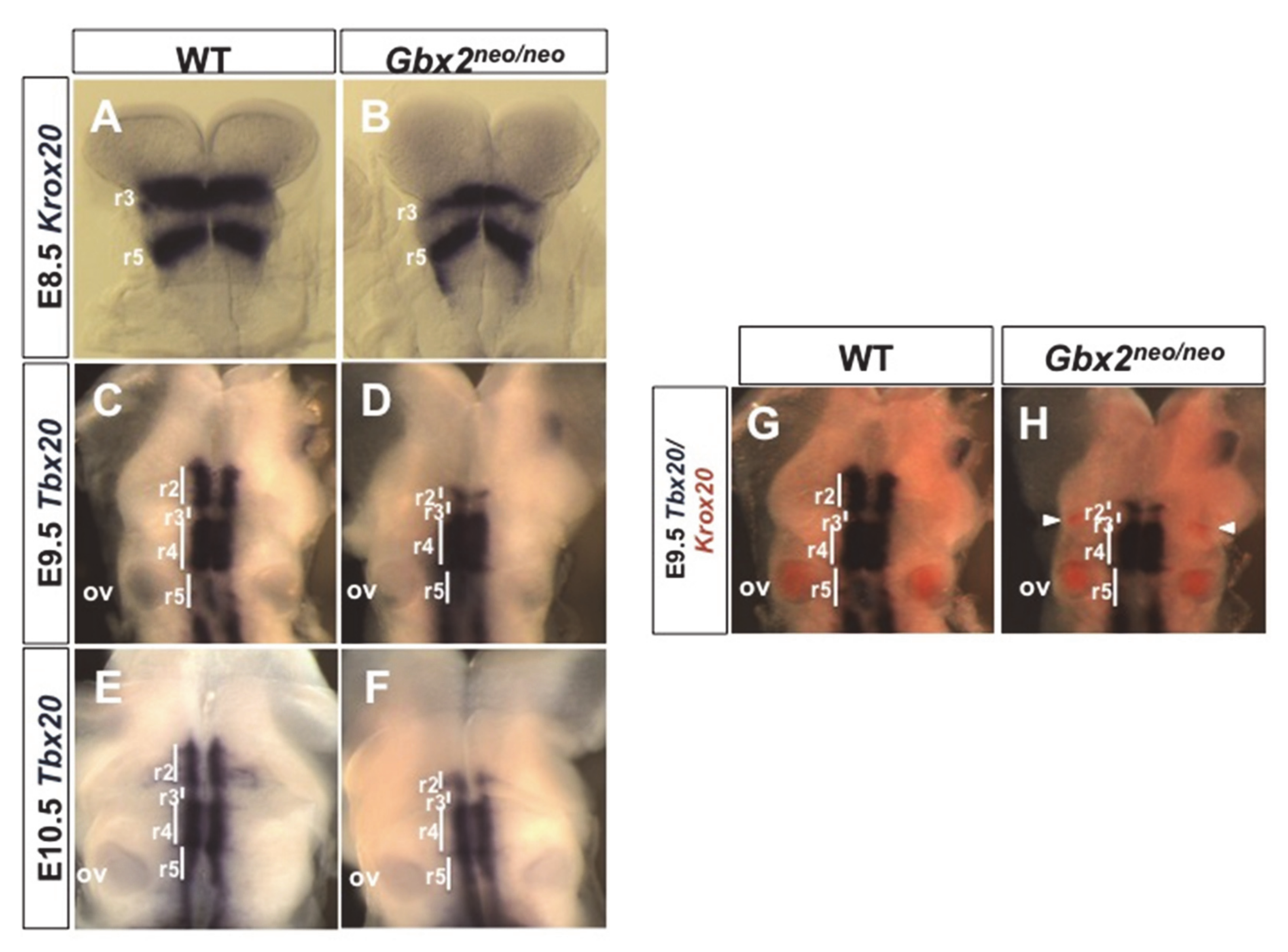 Jdb 08 00033 g002 Jdb 08 00033 g002