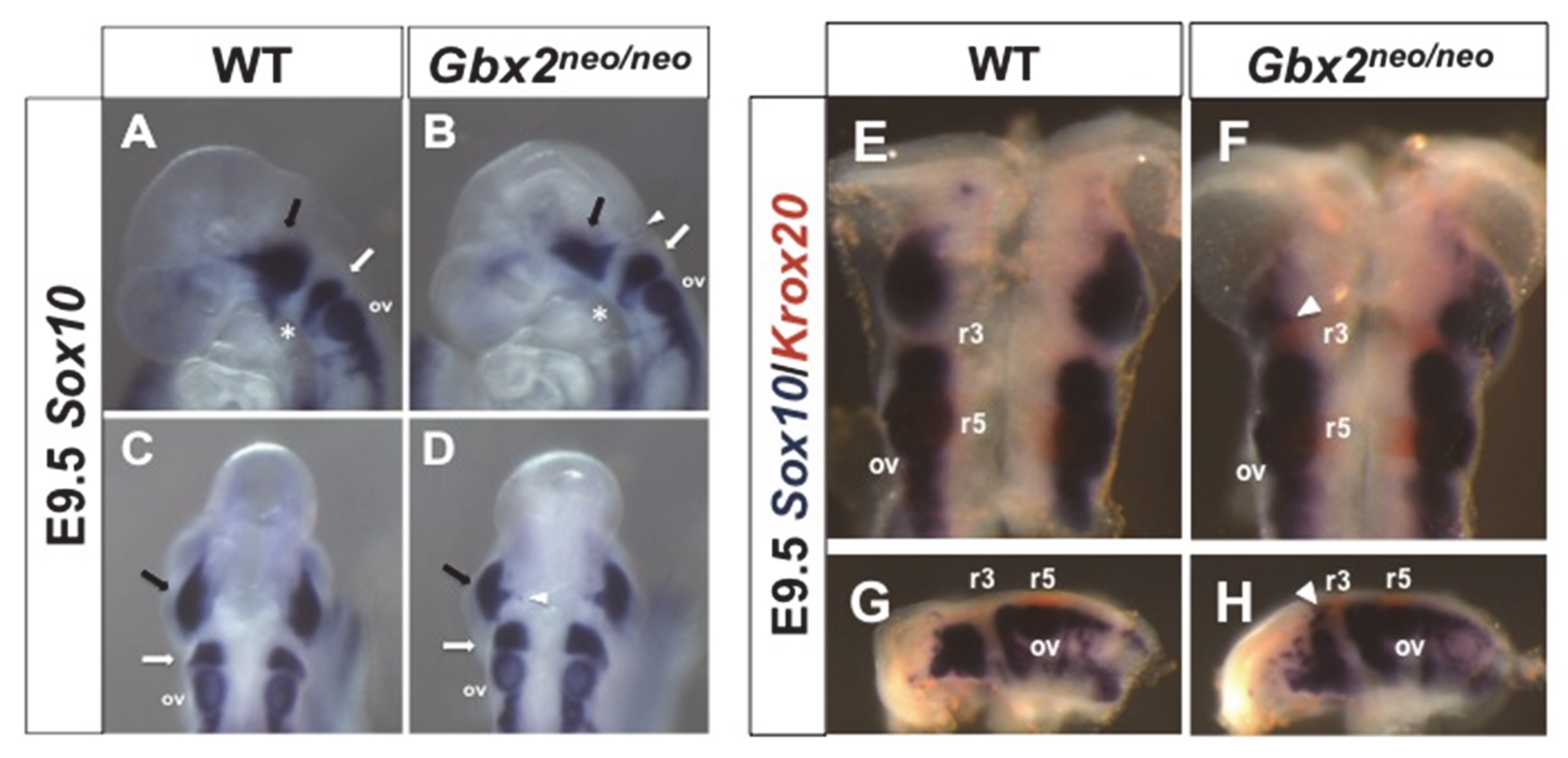 Jdb 08 00033 g003 Jdb 08 00033 g003