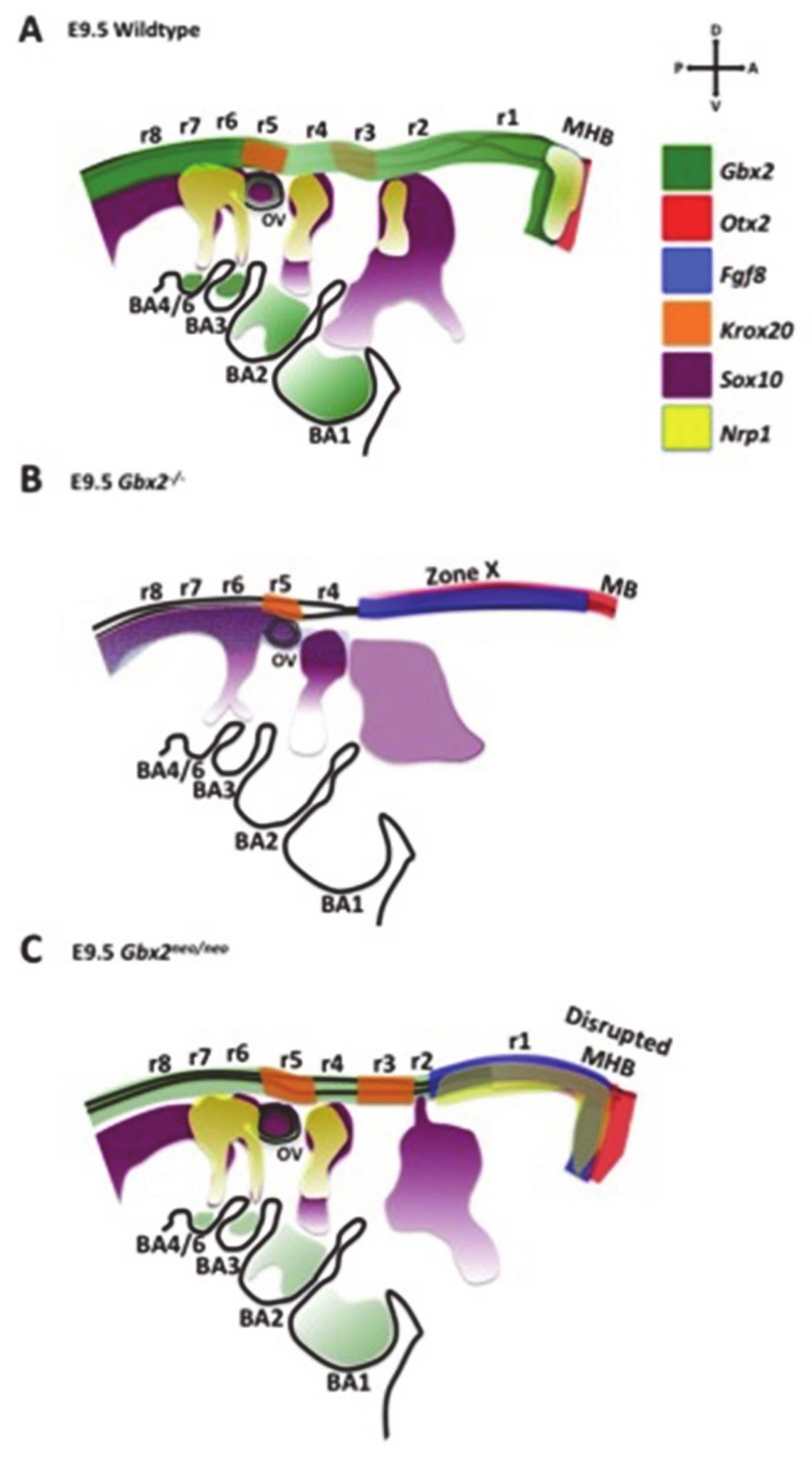 Jdb 08 00033 g006 Jdb 08 00033 g006