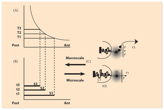 Microscale and macroscale models - Wikipedia