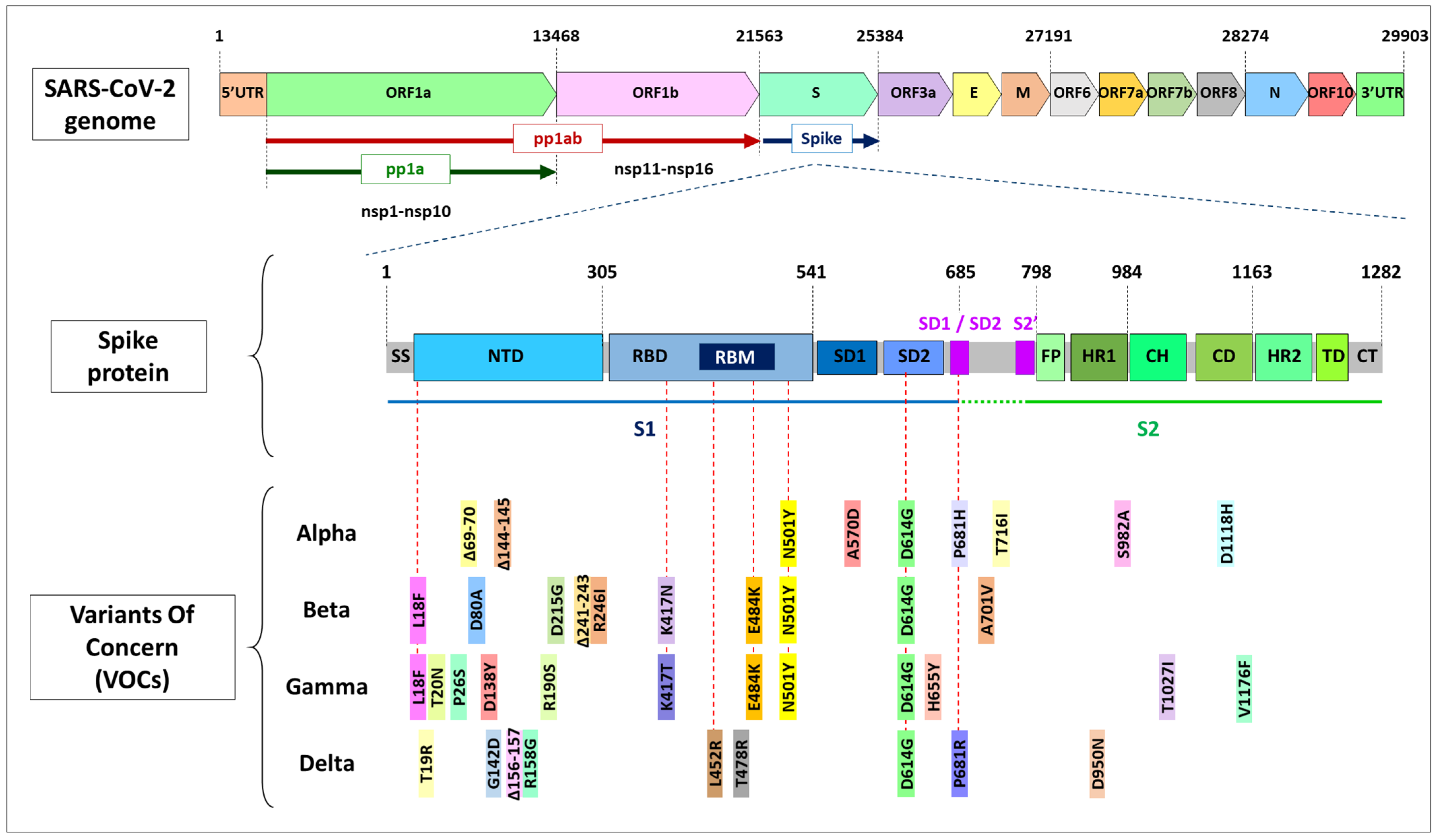 JDB | Free Full-Text | The Development of SARS-CoV-2 Variants: The Gene  Makes the Disease